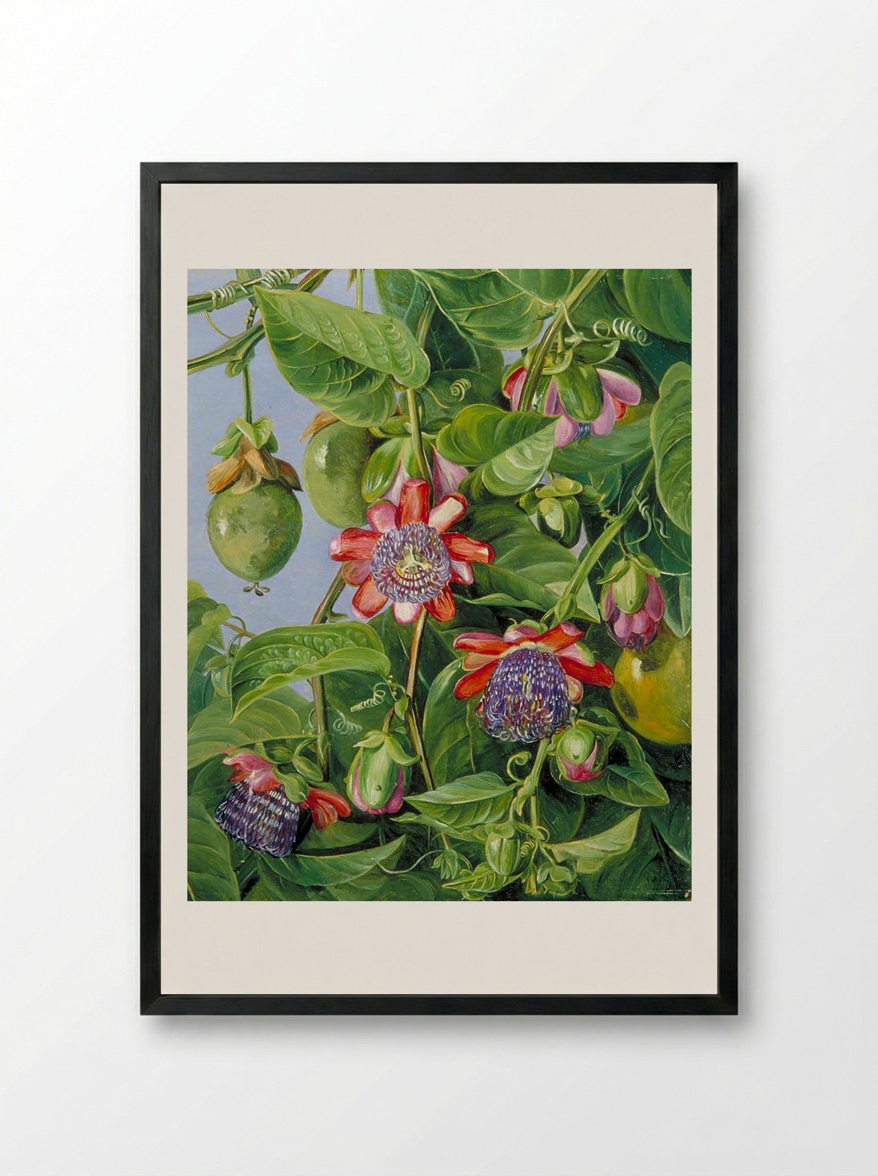 Flowers and Fruit of the Maricojas Passion Flower, Brazil - Marianne North - Framed Print Black