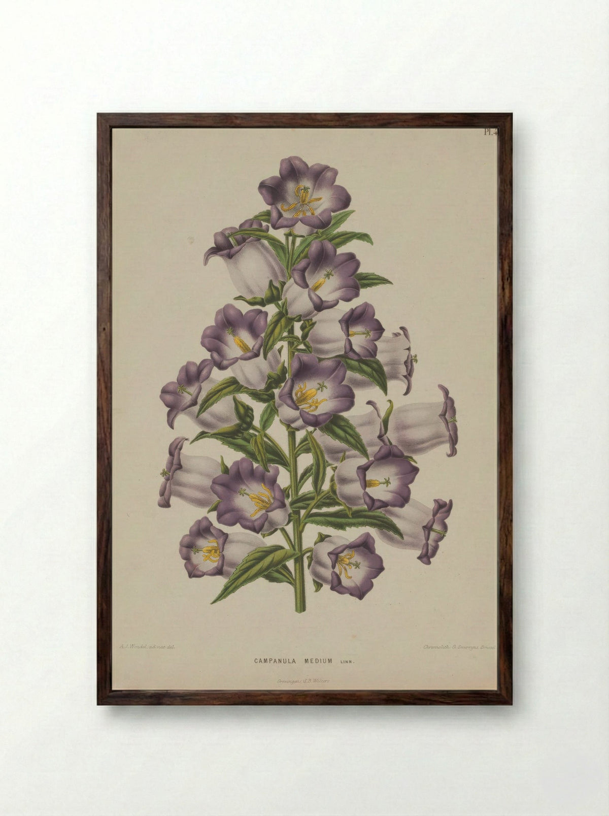 Campanula Medium L. - A. J. Wendel - Framed Print Dark Wood