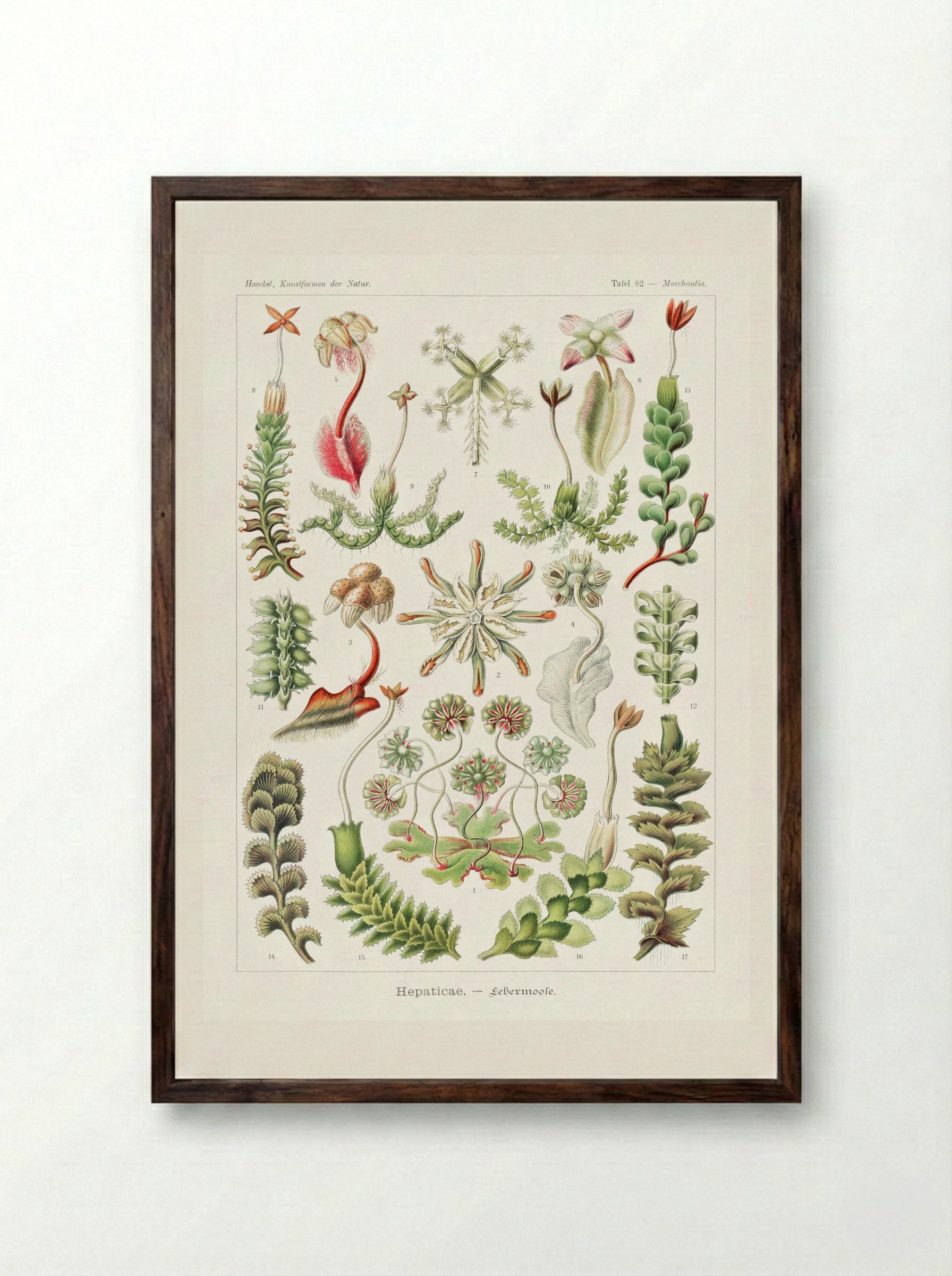Hepaticae-Lebermoose (1904) - Ernst Haeckel - Framed Print Dark Wood