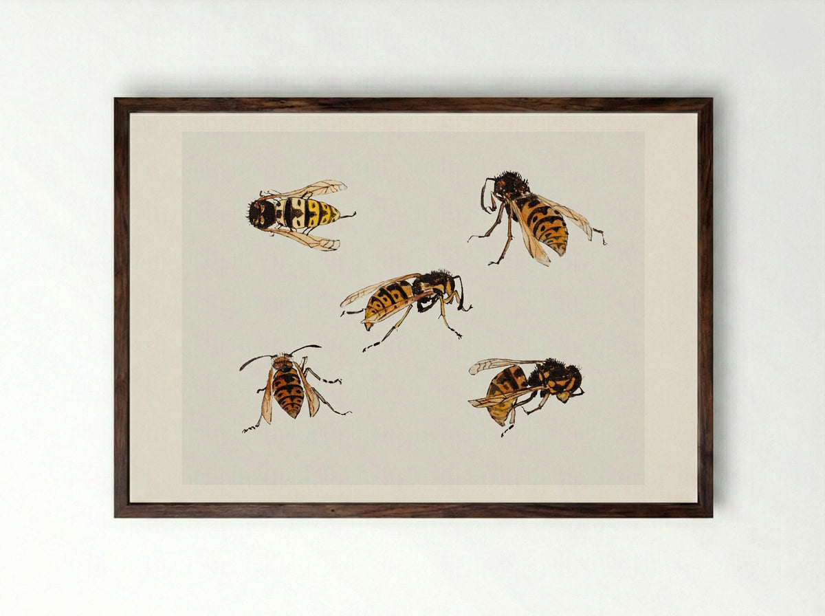 Studies of Wasps - Julie de Graag - Framed Print Dark Wood