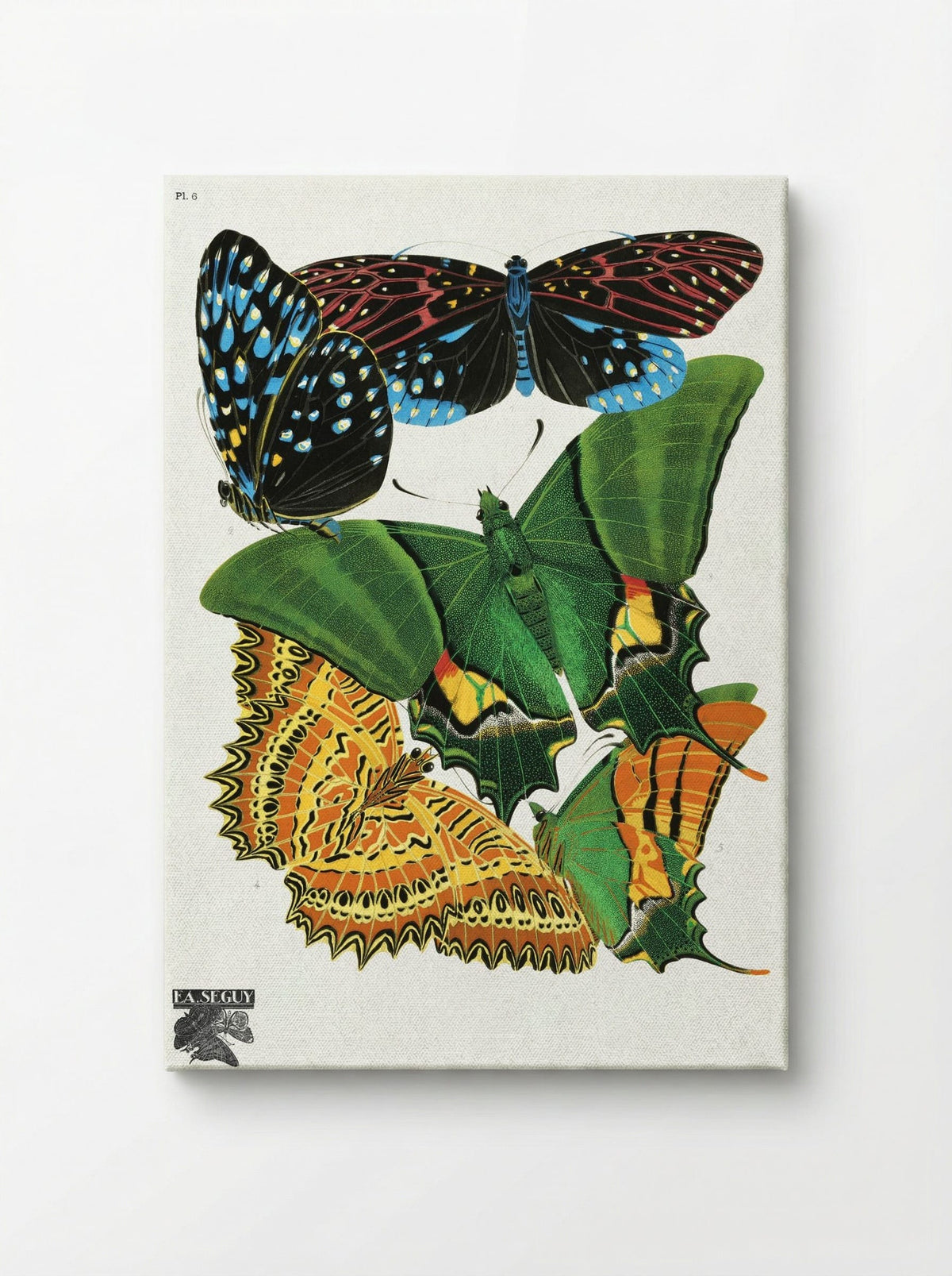 Butterflies, Plate 6 - Eugène Alain Séguy - Canvas