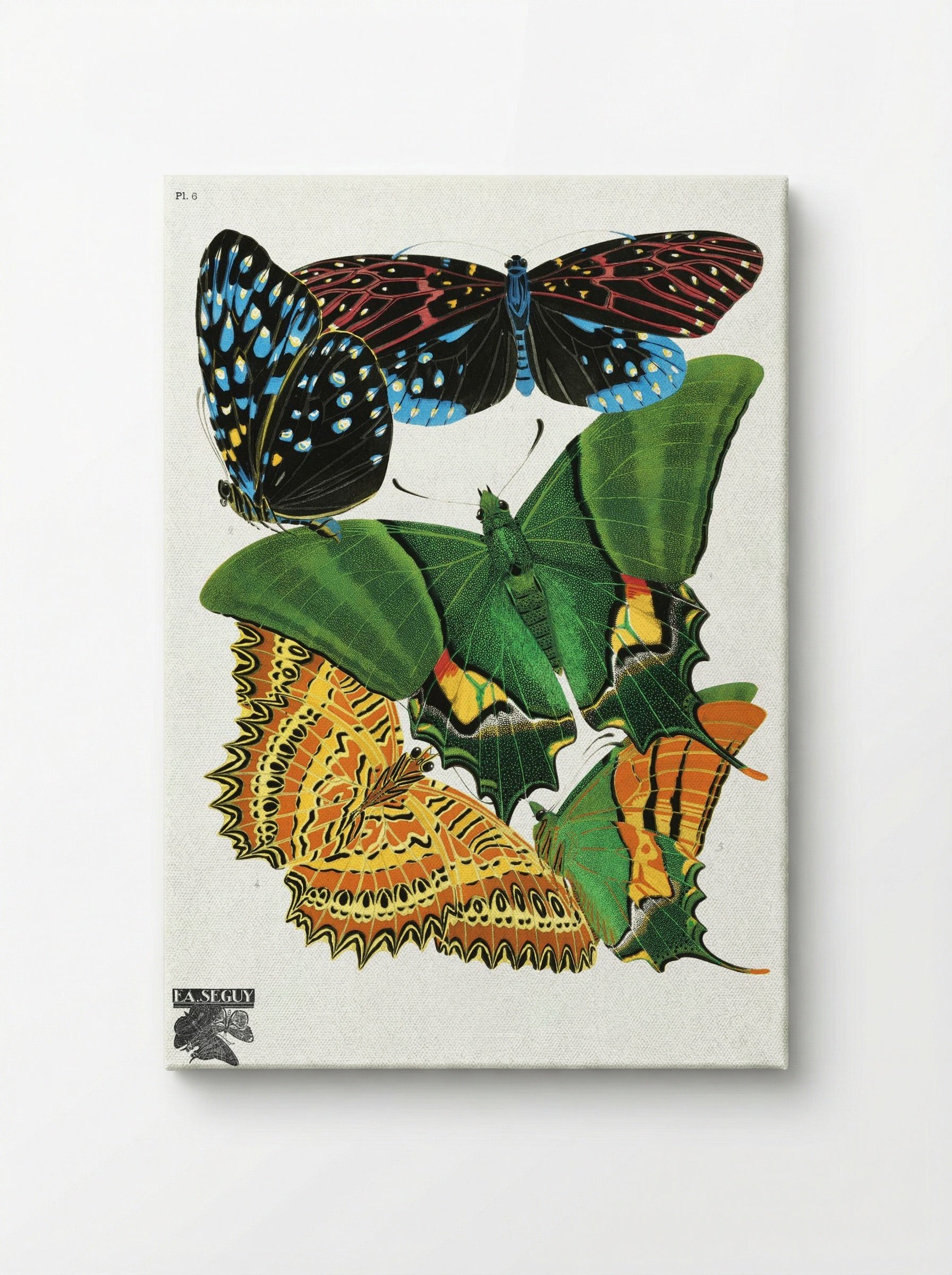 Butterflies, Plate 6 - Eugène Alain Séguy - Canvas