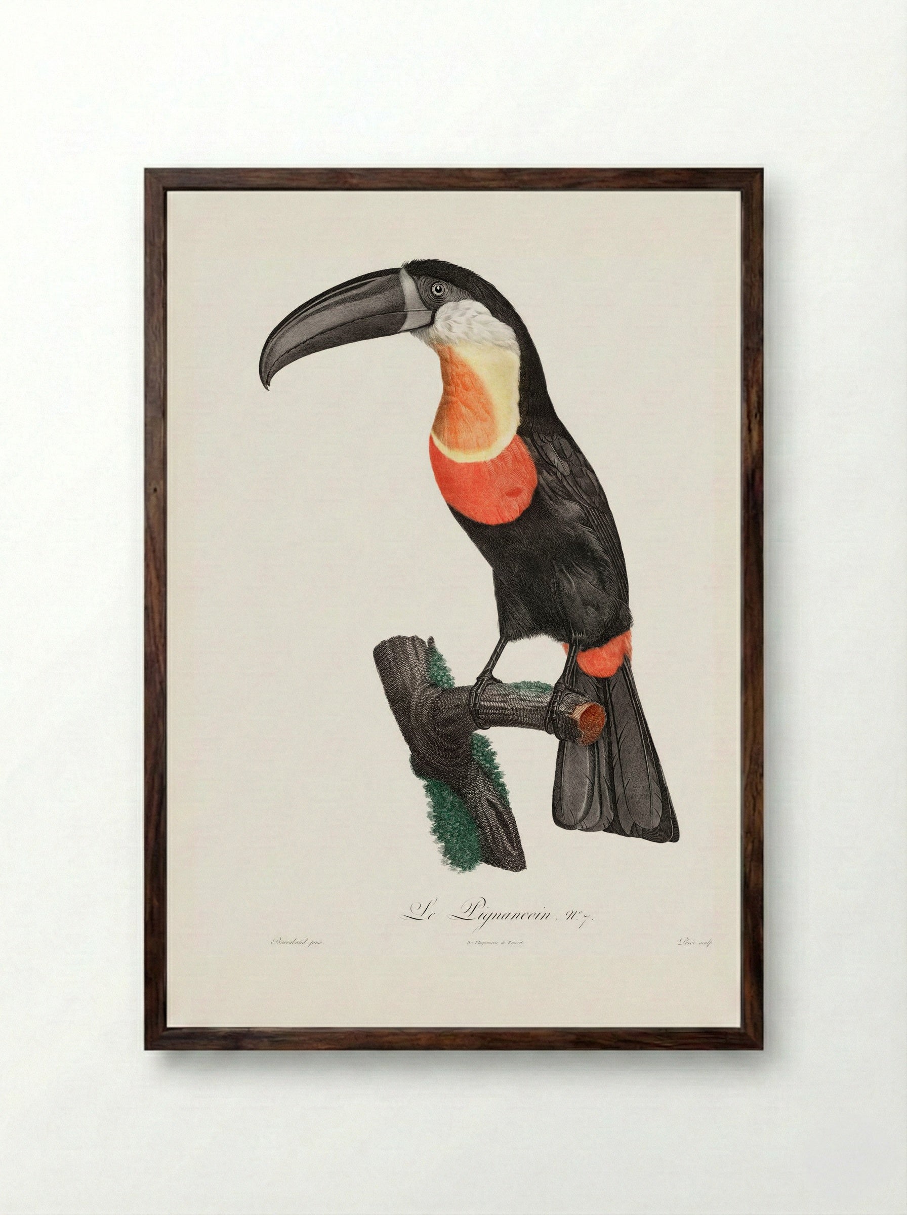 Red-billed Toucan - Jacques Barraband - Framed Print Dark Wood