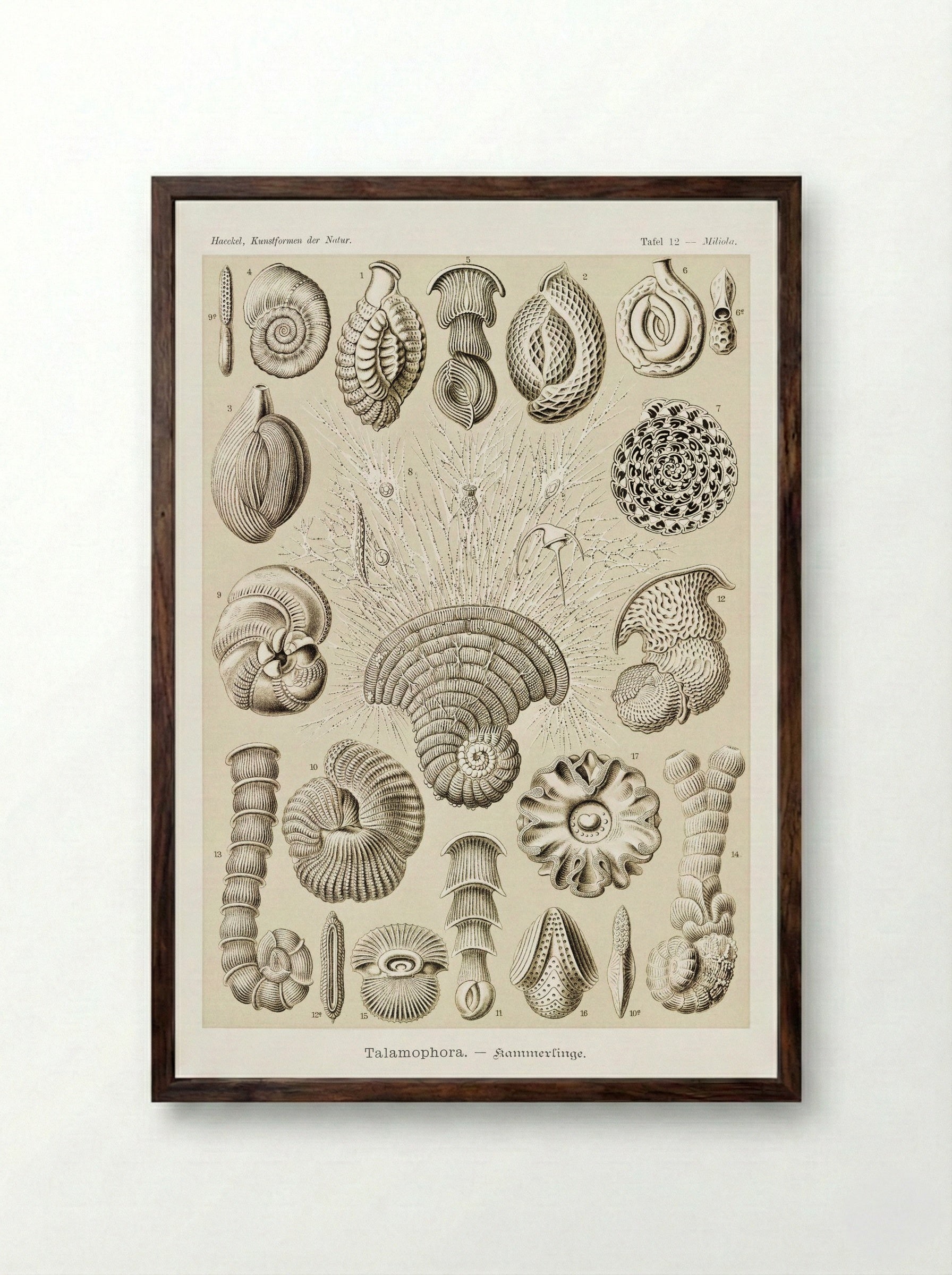 Talamophora-Kammerlinge (1904) - Ernst Haeckel - Framed Print Dark Wood