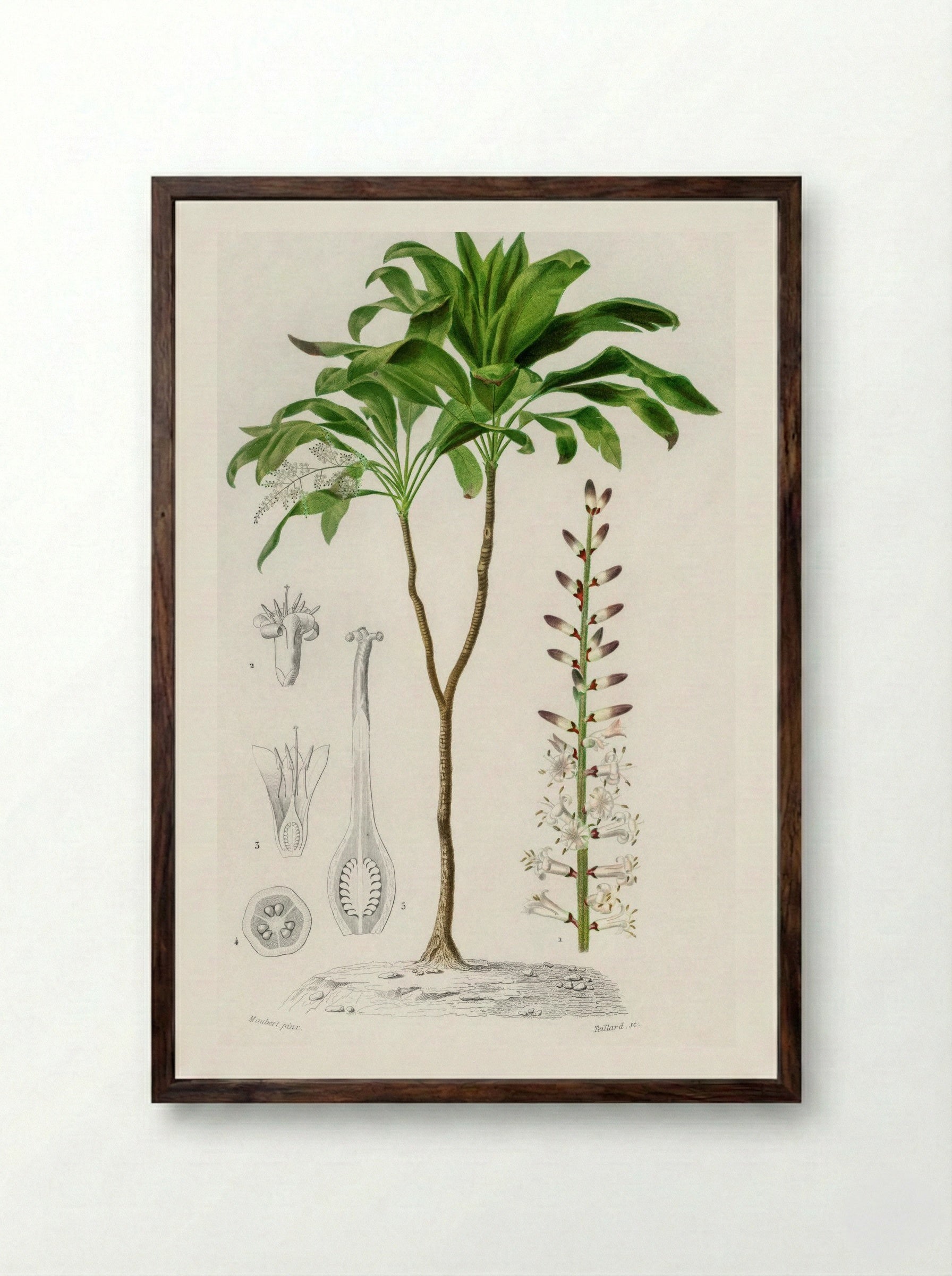 Dracaena brasiliensis - Charles Dessalines D'Orbigny - Framed Print Dark Wood