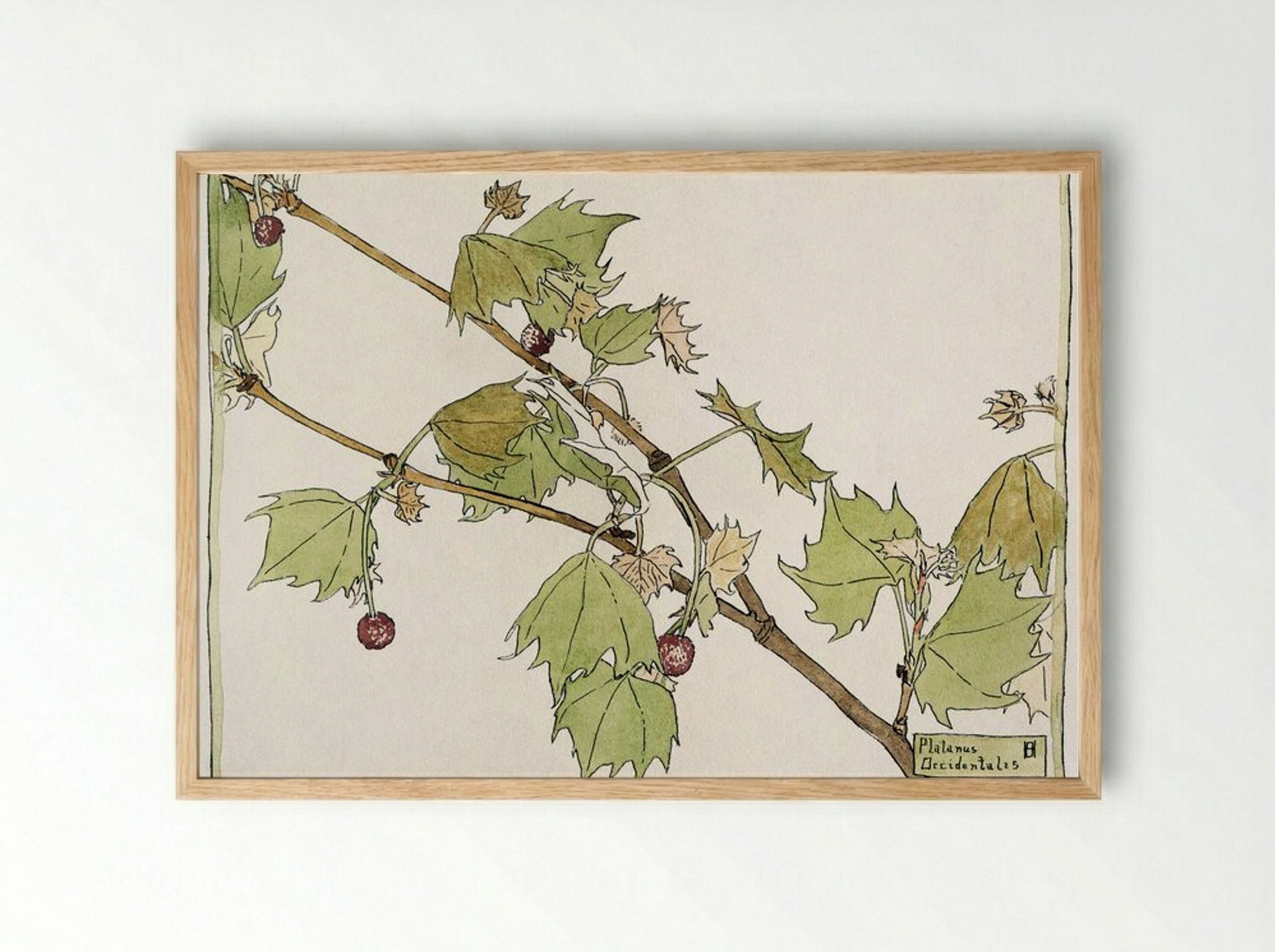 Sycamore - Hannah Borger Overbeck - Framed Print Wood