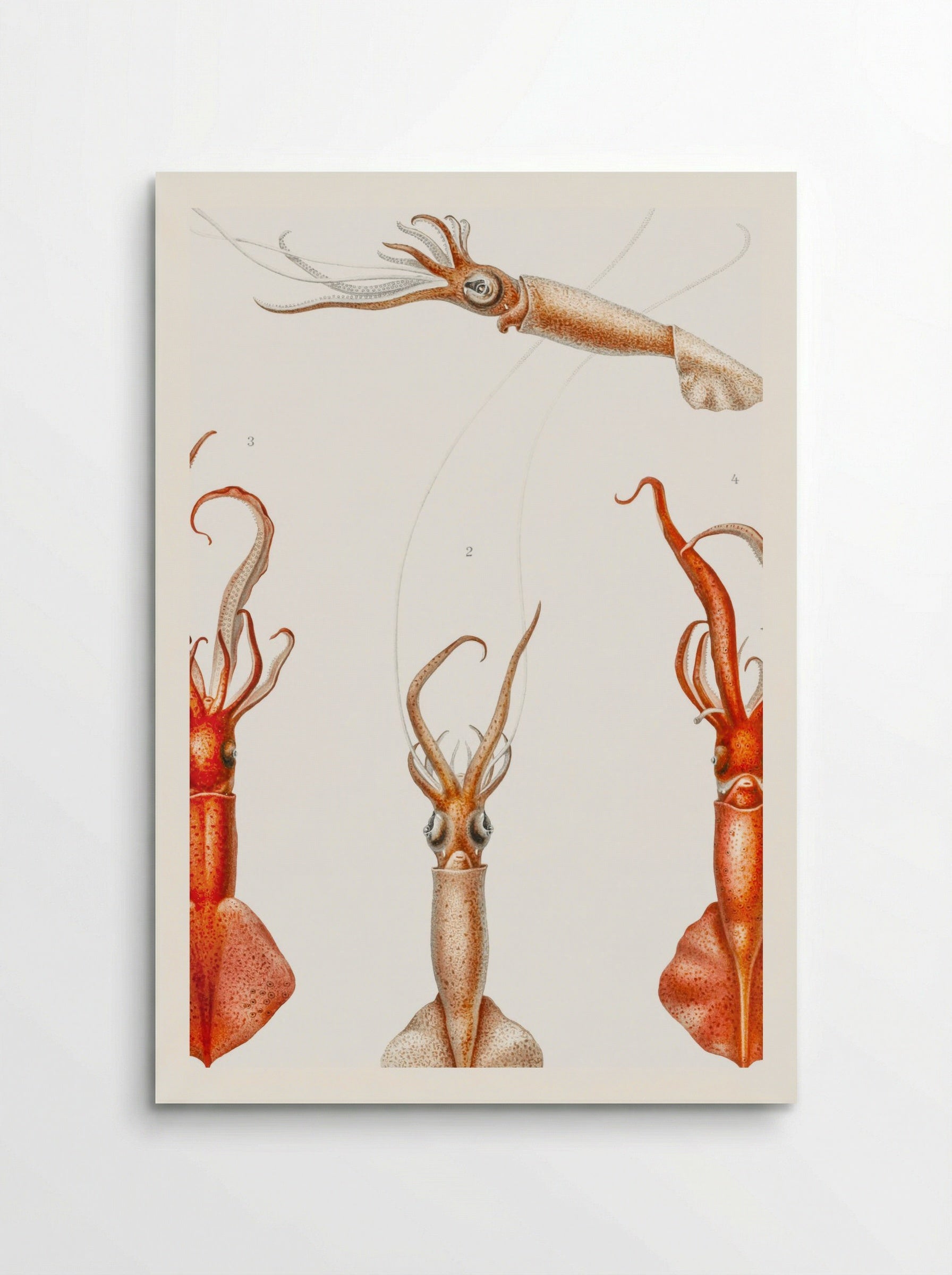 Whiplash Squid Illustration (1898-1899) - Carl Chun - Poster