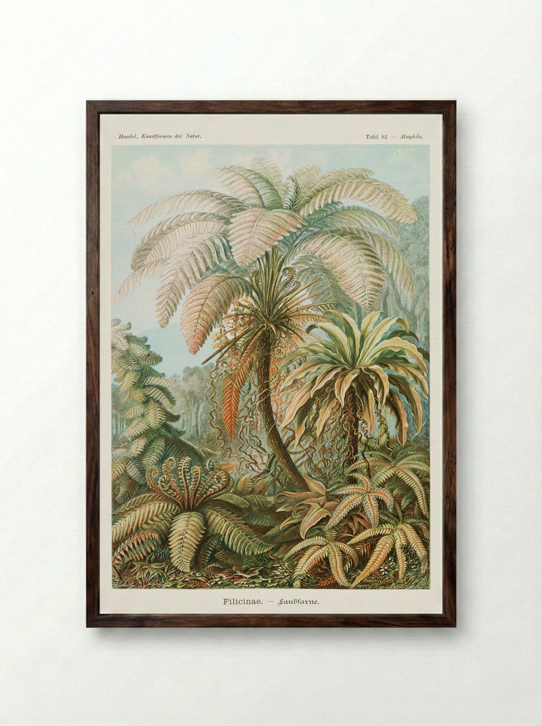 Filicinae-Laubfarne (1904) - Ernst Haeckel - Framed Print Dark Wood