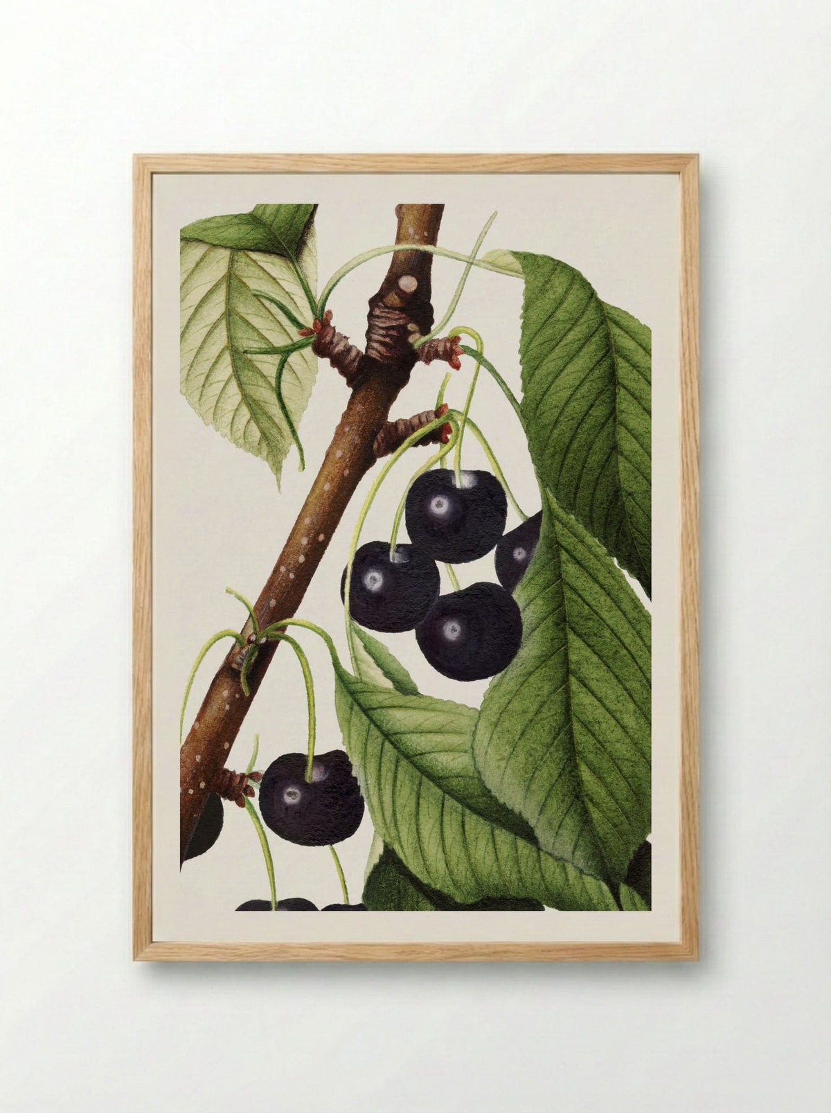 Cherries (Prunus Avium) (1892) - William Henry Prestele - Framed Print Wood