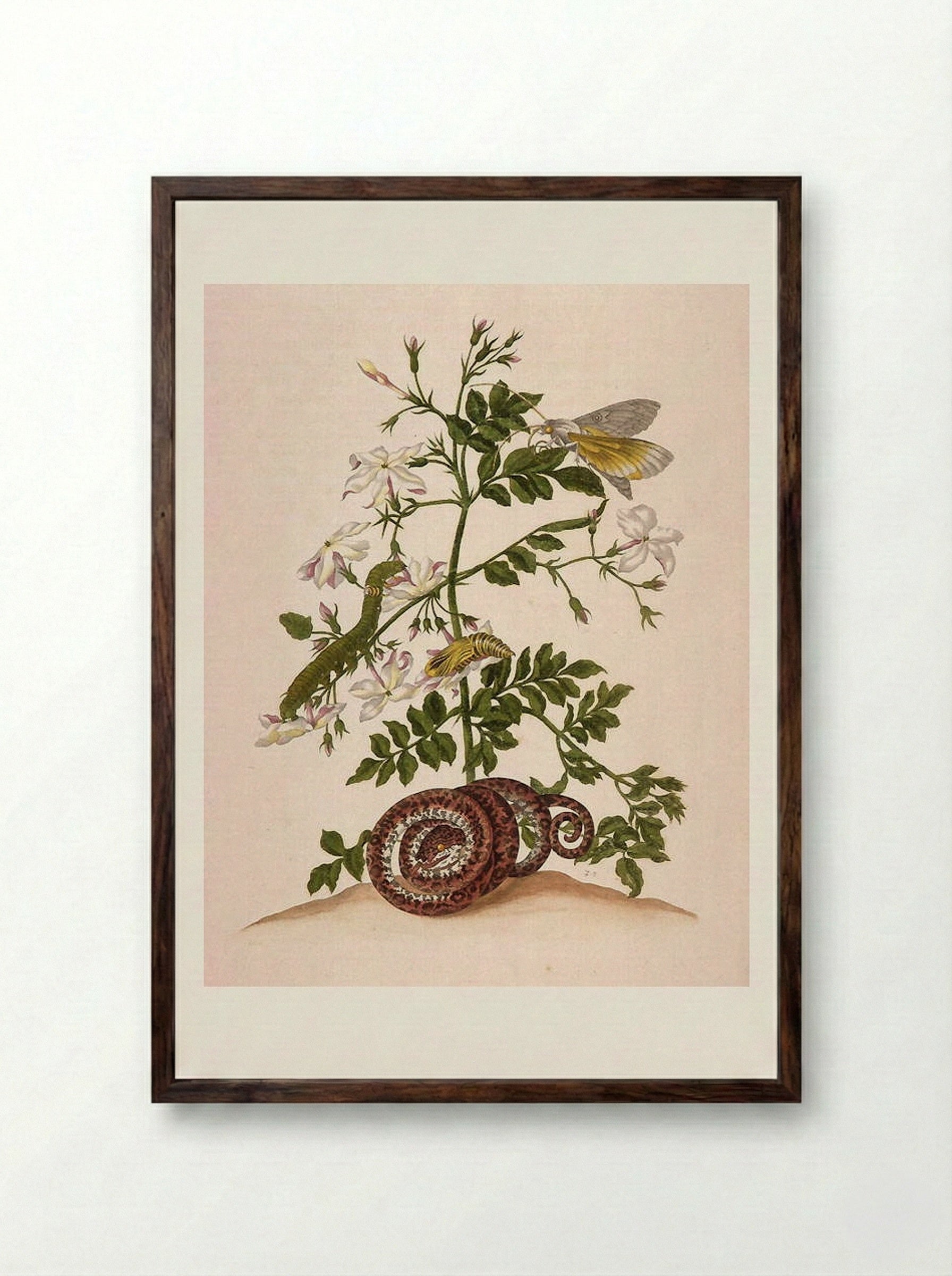 Metamorphosis insectorum Surinamensium (Metamorphosis of the Insects of Suriname), figure 46 - Maria Sibylla Merian - Framed Print Dark Wood