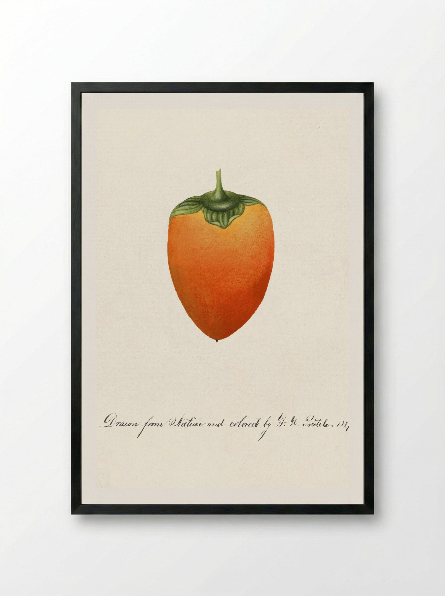 Persimmon (Diospyros) (1887) - William Henry Prestele - Framed Print Black