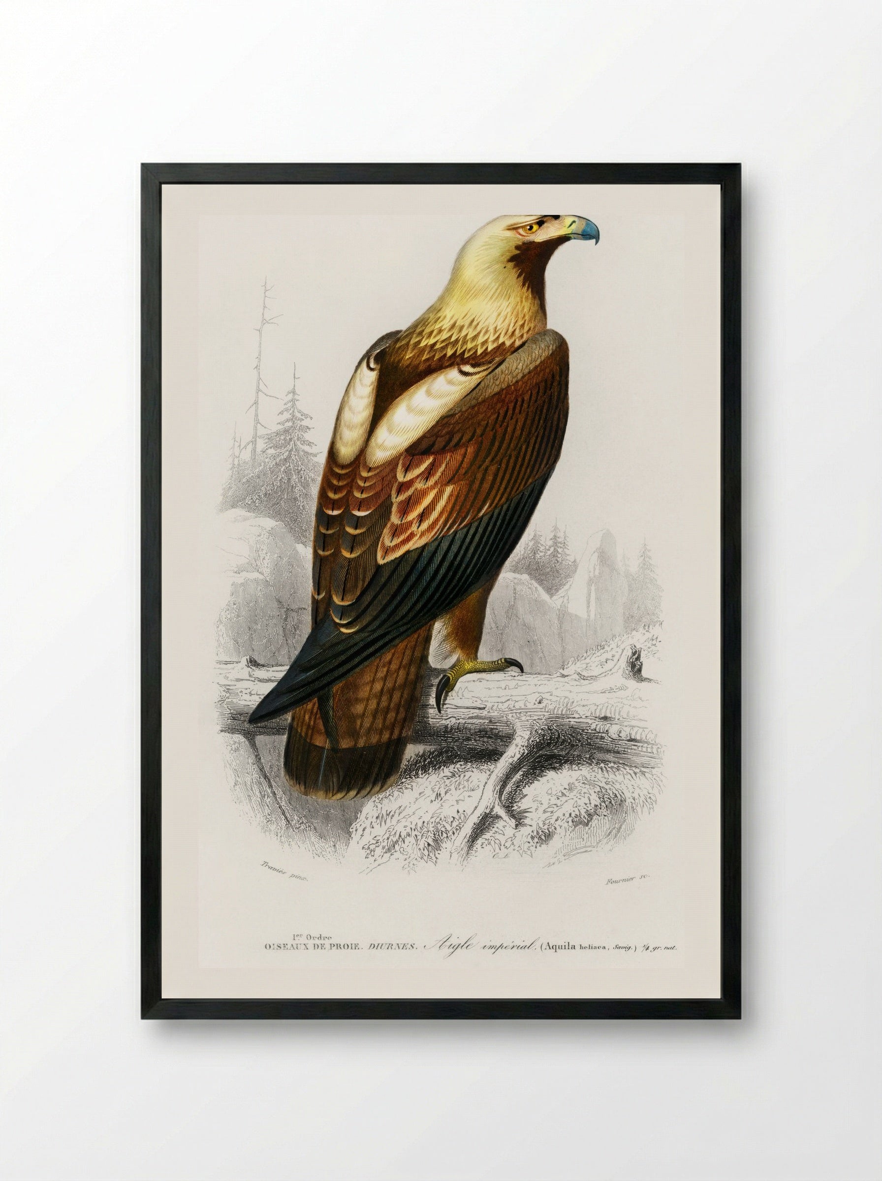 Eastern Imperial Eagle - Charles Dessalines D'Orbigny - Framed Print Black