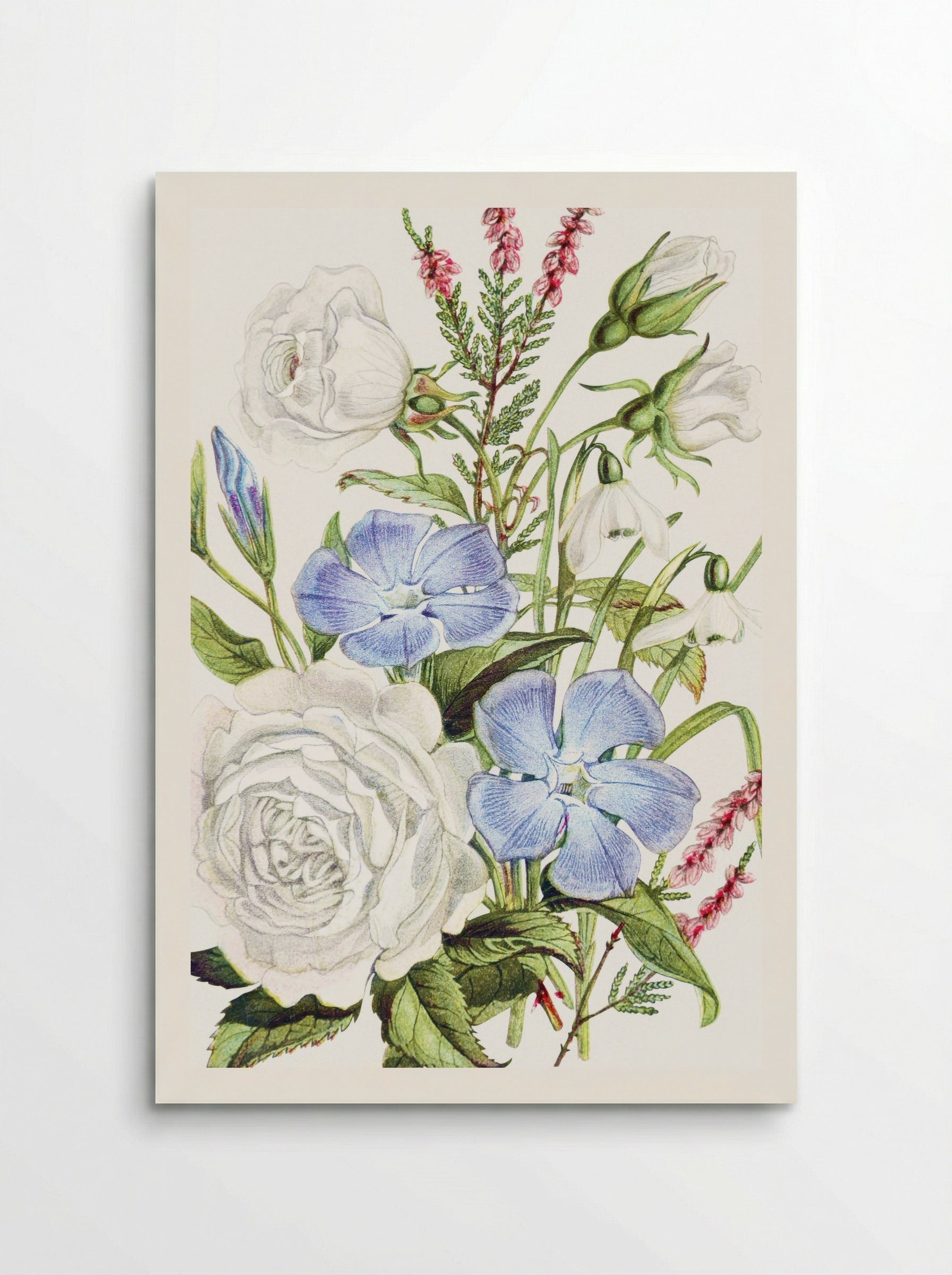 Periwinkle, Snowdrop, White Rose and Common Heath (1896) - Robert Tyas - Poster