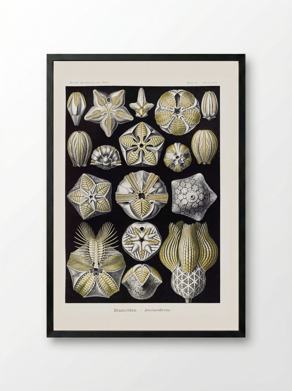 Blastoïdea-Knospensterne (1904) - Ernst Haeckel - Framed Print Black