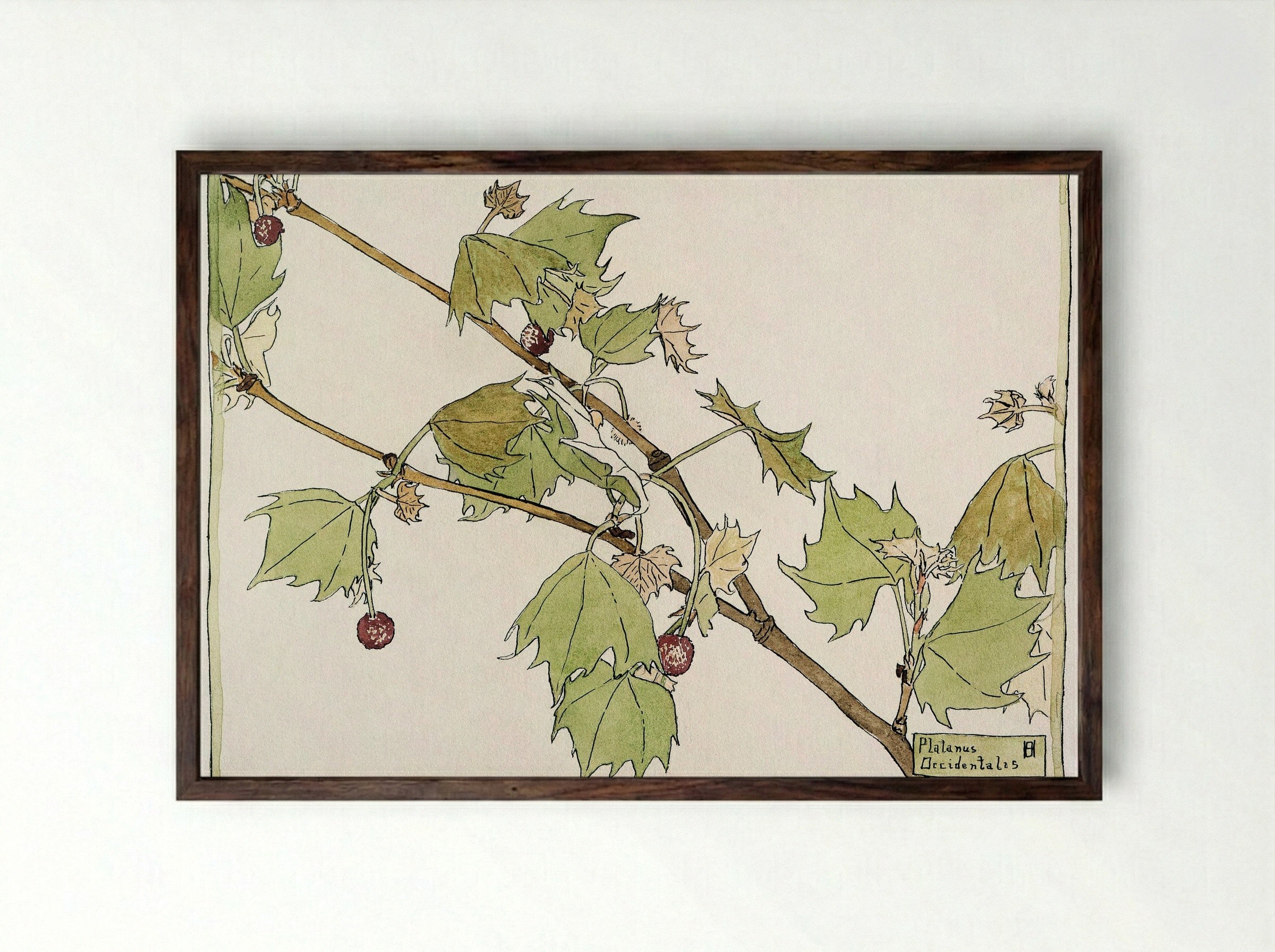 Sycamore (1915) - Hannah Borger Overbeck - Framed Print Dark Wood