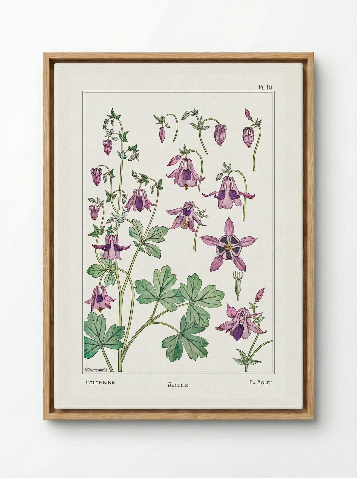 Ancolie (Columbine) from La Plante et ses Applications ornementales - Maurice Pillard Verneuil - Framed Canvas Wood