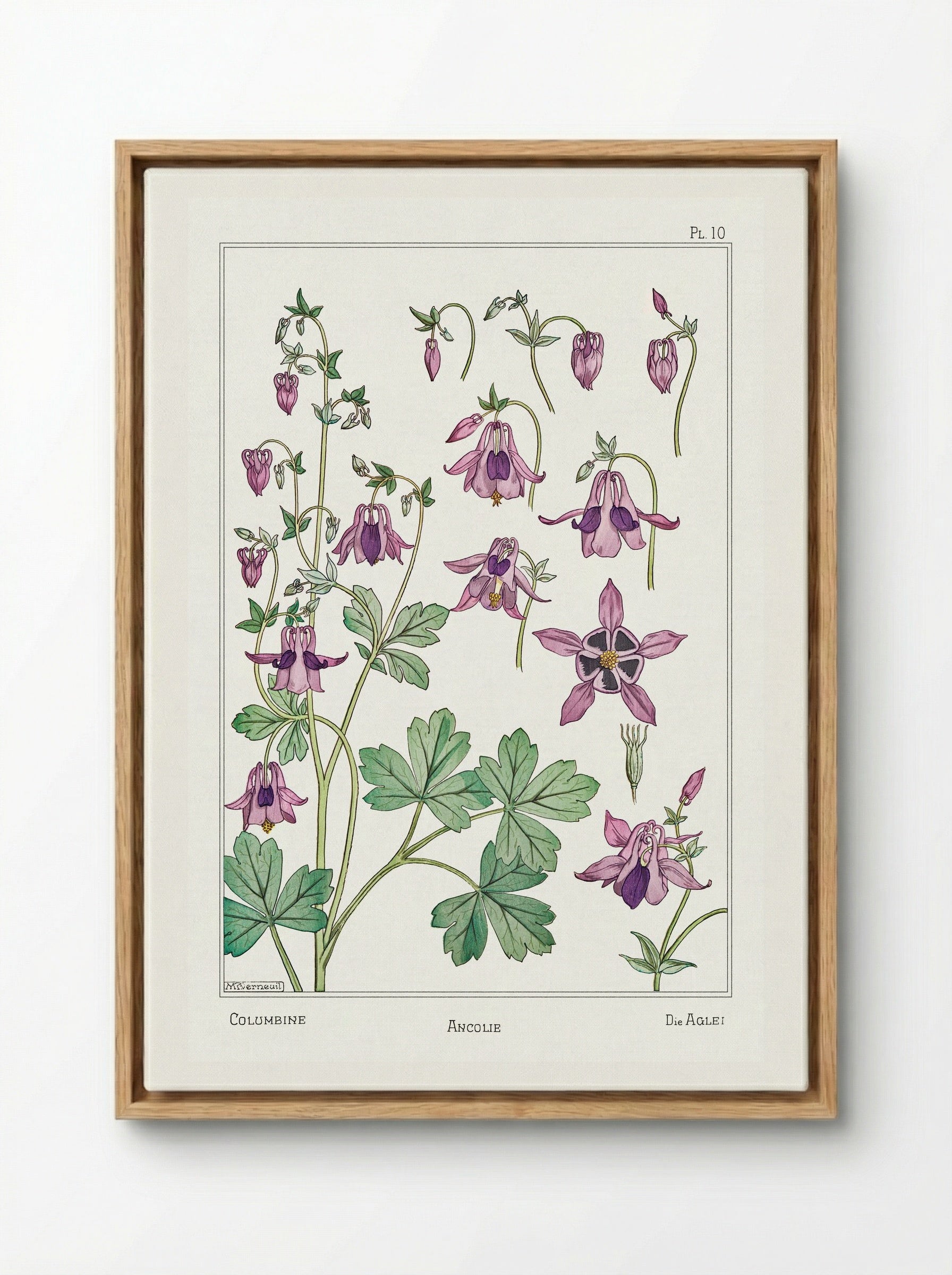Ancolie (Columbine) from La Plante et ses Applications ornementales - Maurice Pillard Verneuil - Framed Canvas Wood