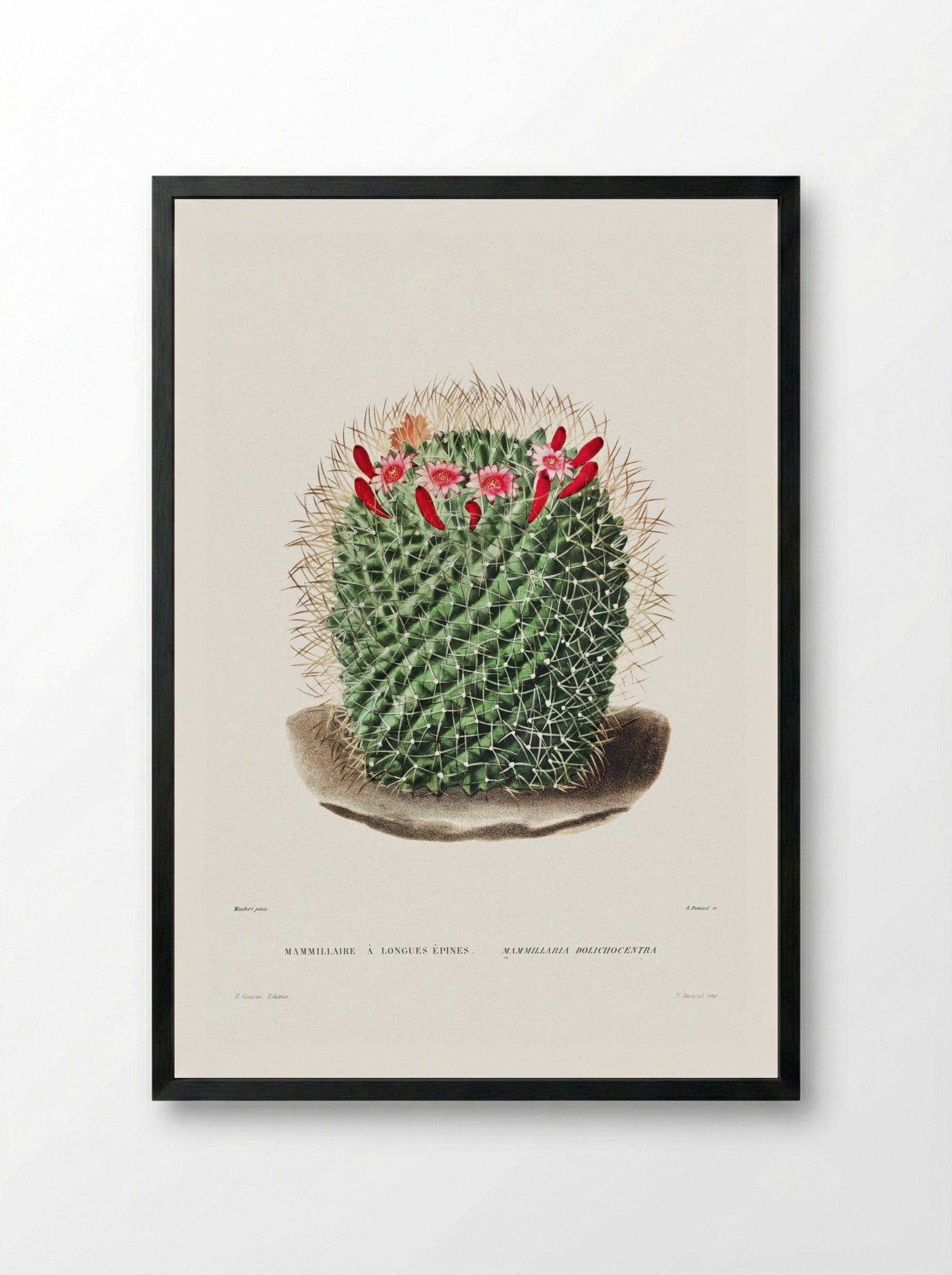 Mammillaria Dolichocentra - Charles Antoine Lemaire - Framed Print Black
