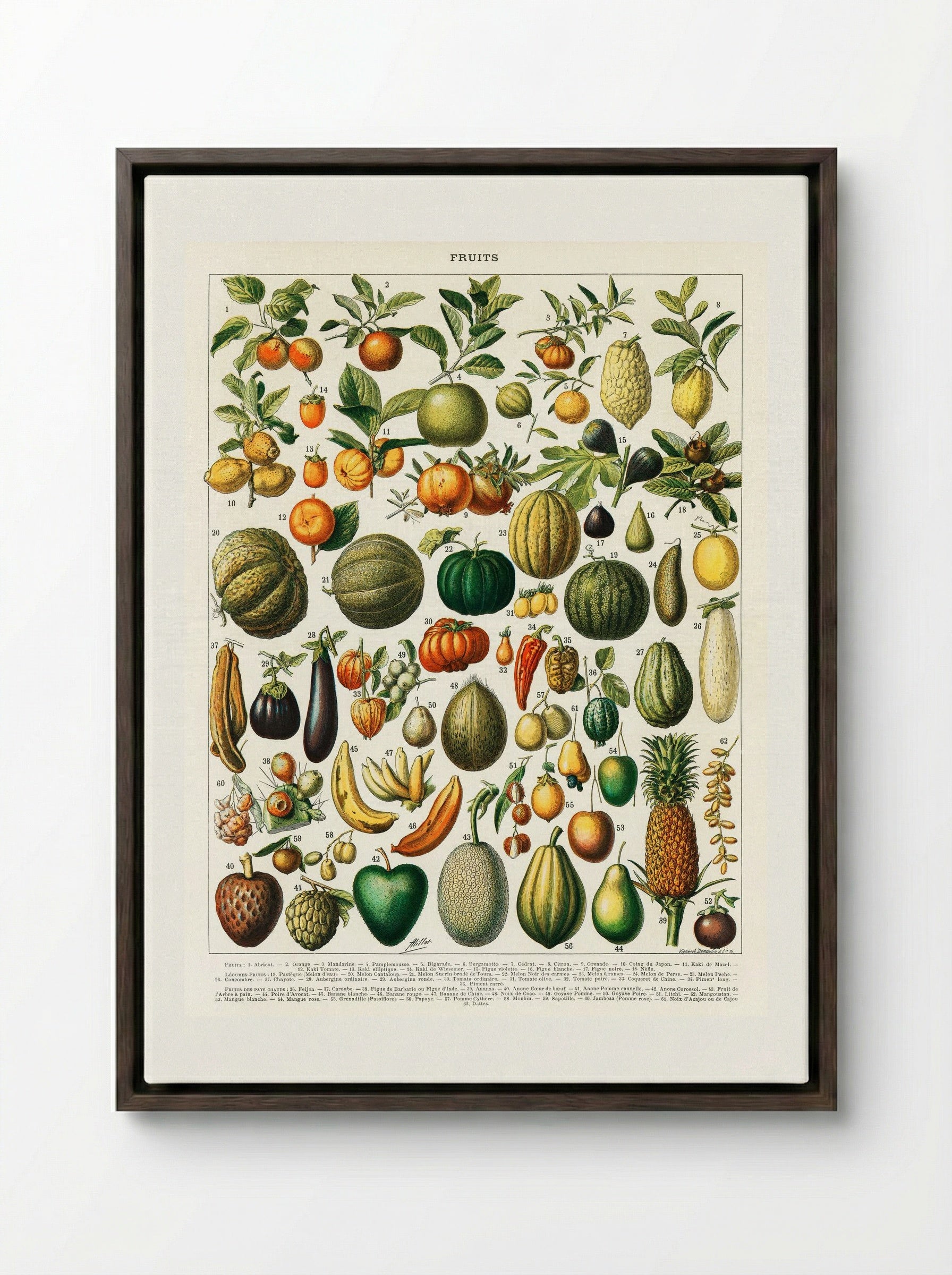 Fruits and Vegetables (Nouveau Larousse Illustré) - Pierre-Auguste Larousse - Framed Canvas Dark Wood