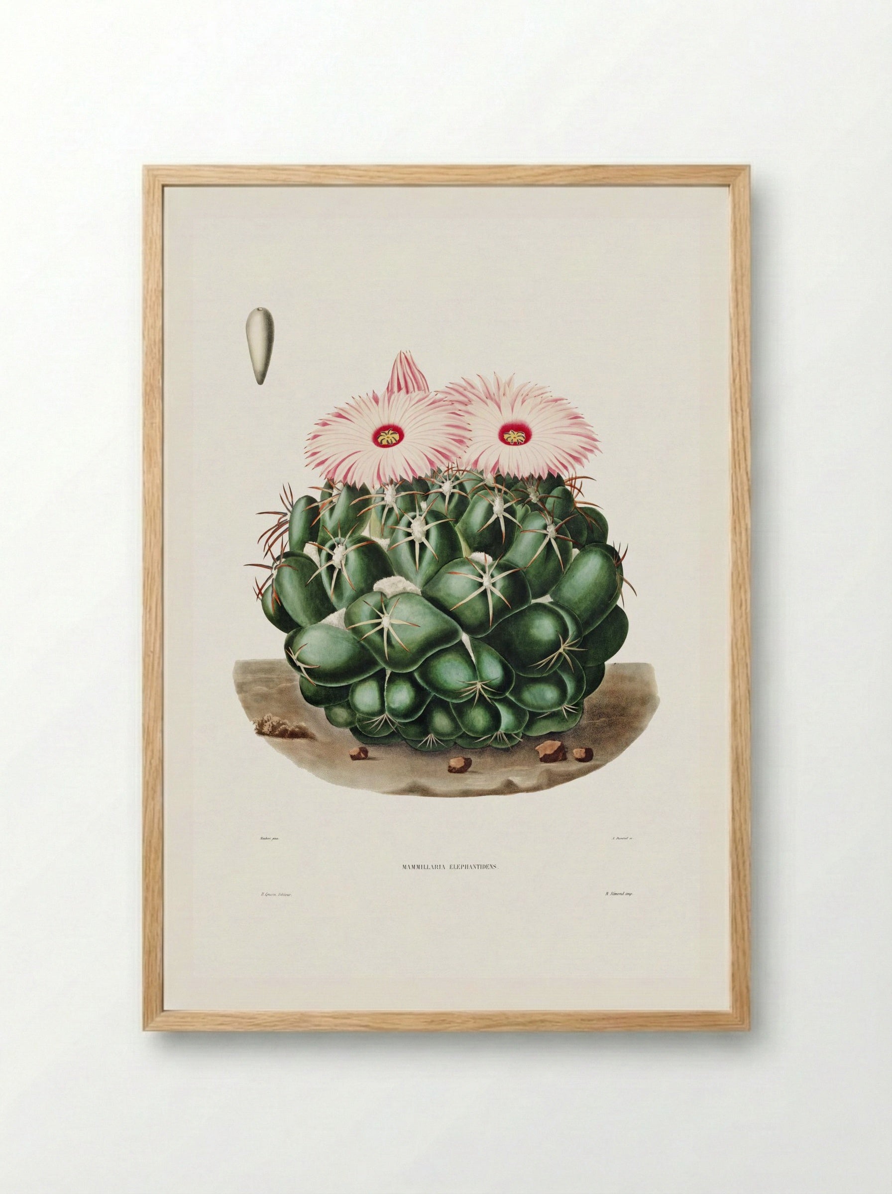 Mammillaria Elephantidens - Charles Antoine Lemaire - Framed Print Wood