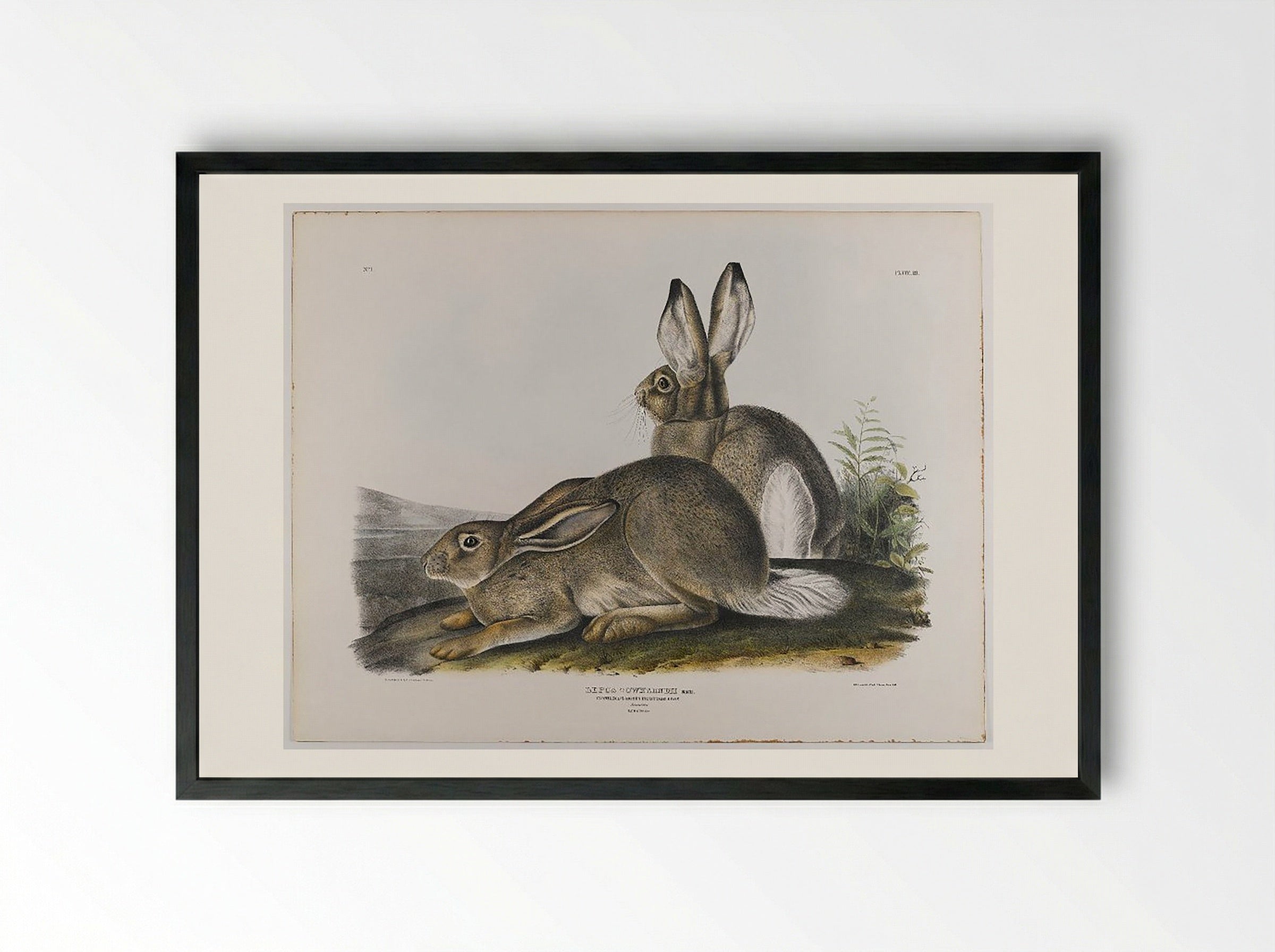 Townsend's Rocky Mountain Hare - John James Audubon - Framed Print Black