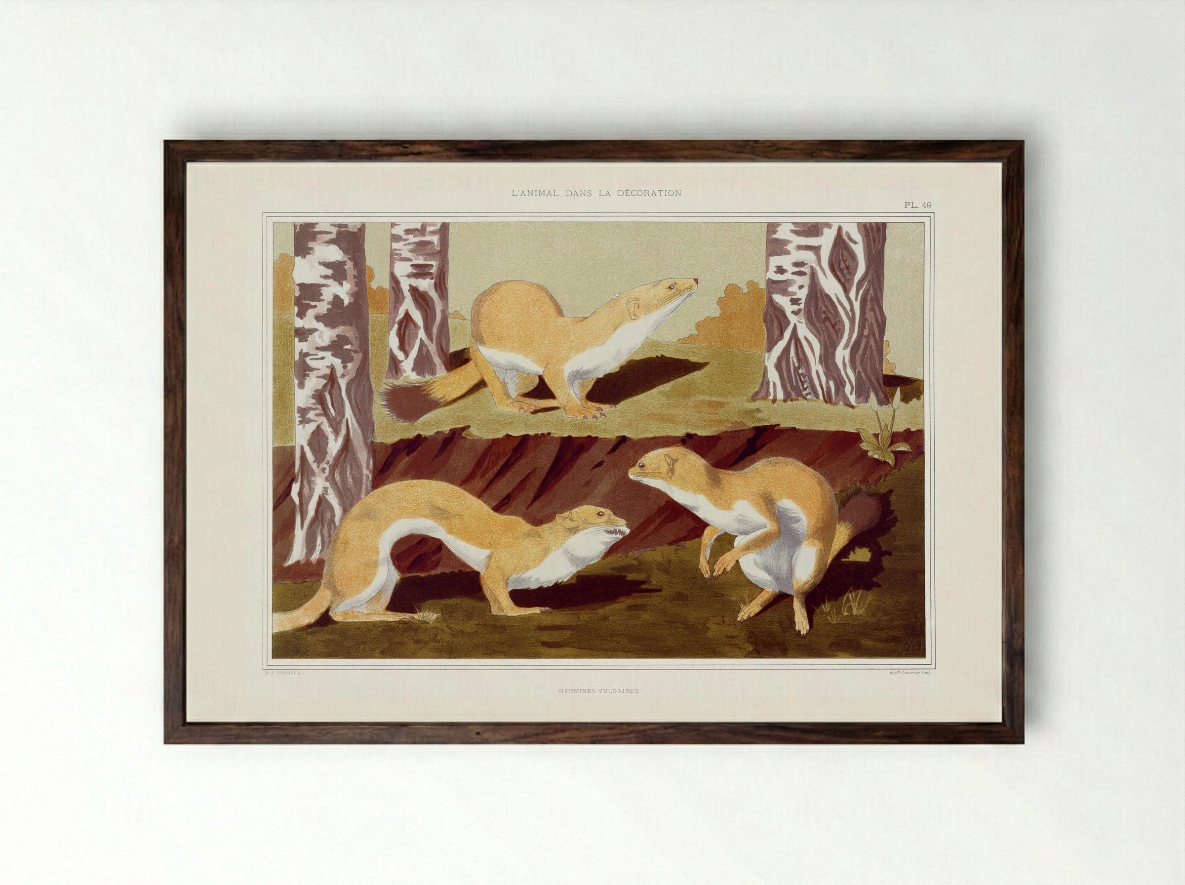 Hermines Vulgaires (Weasels) from L'animal dans la décoration - Maurice Pillard Verneuil - Framed Print Dark Wood