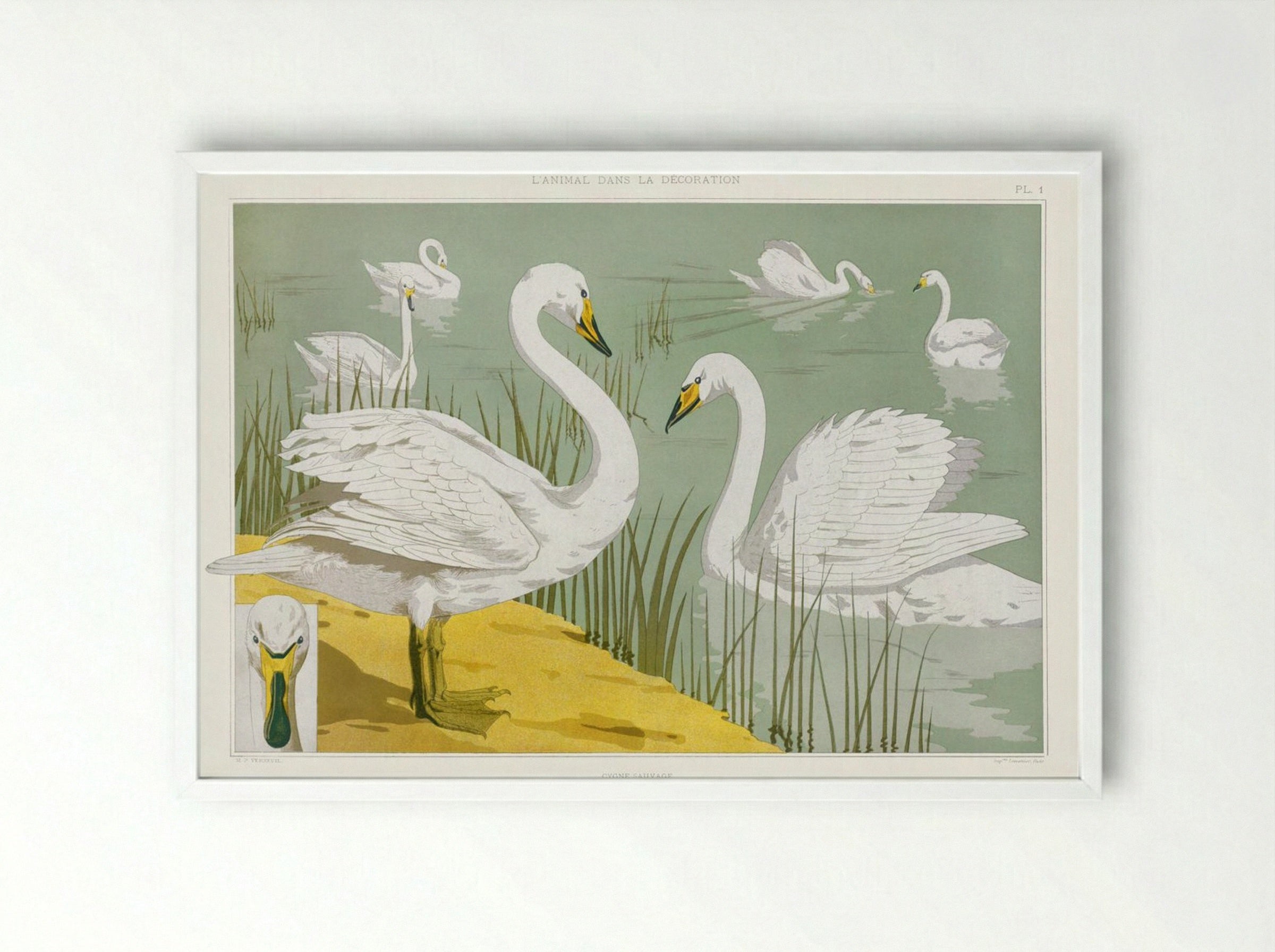 Cygne Sauvage (Wild Swan) from L'animal dans la décoration - Maurice Pillard Verneuil - Framed Print White