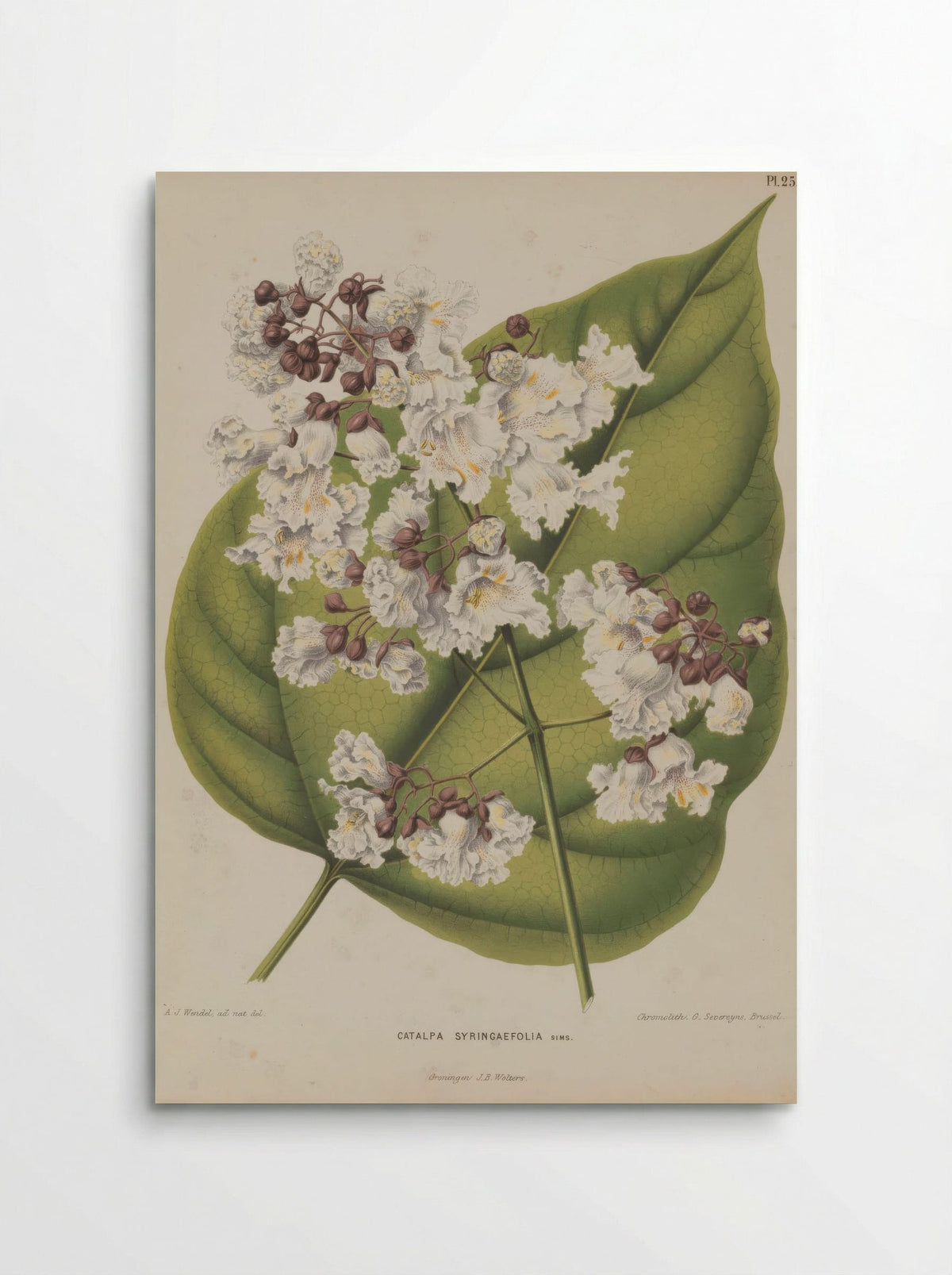 Catalpa Bignonioides Walter - A. J. Wendel - Poster