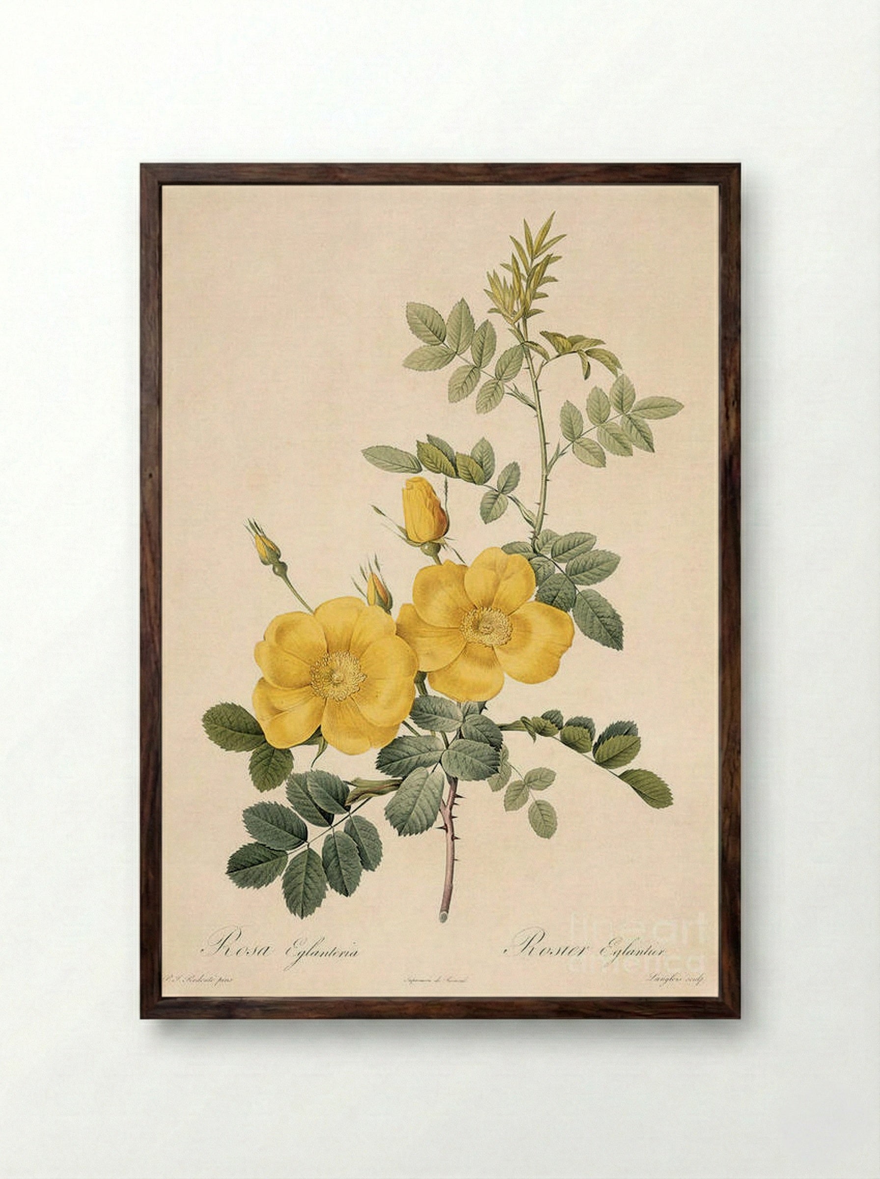 Rosa Eglanteria - Pierre-Joseph Redouté - Framed Print Dark Wood