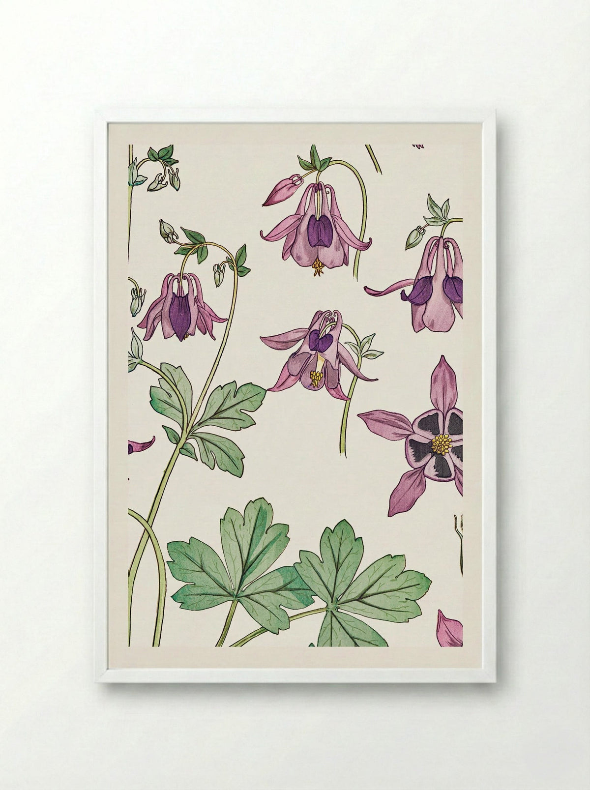 Ancolie (Columbine) - Maurice Pillard Verneuil - Framed Print White