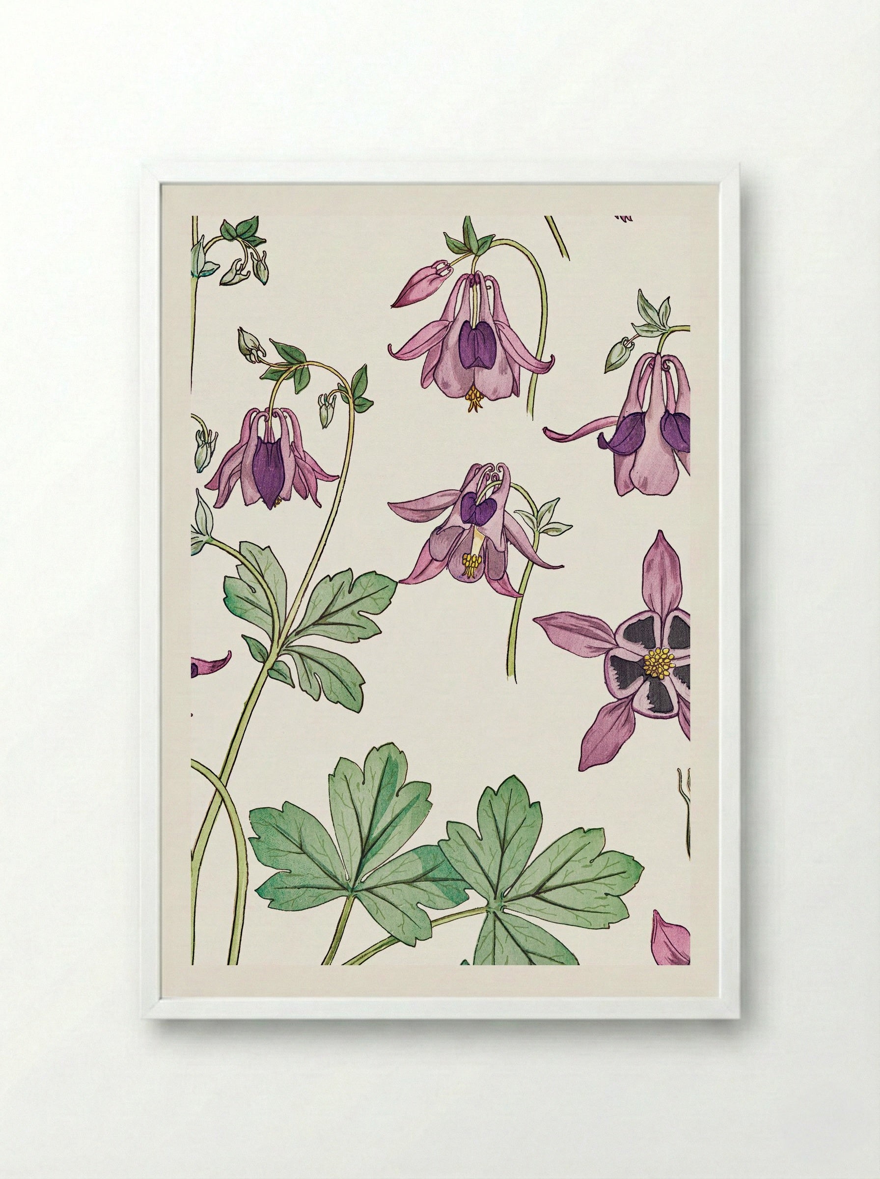 Ancolie (Columbine) - Maurice Pillard Verneuil - Framed Print White