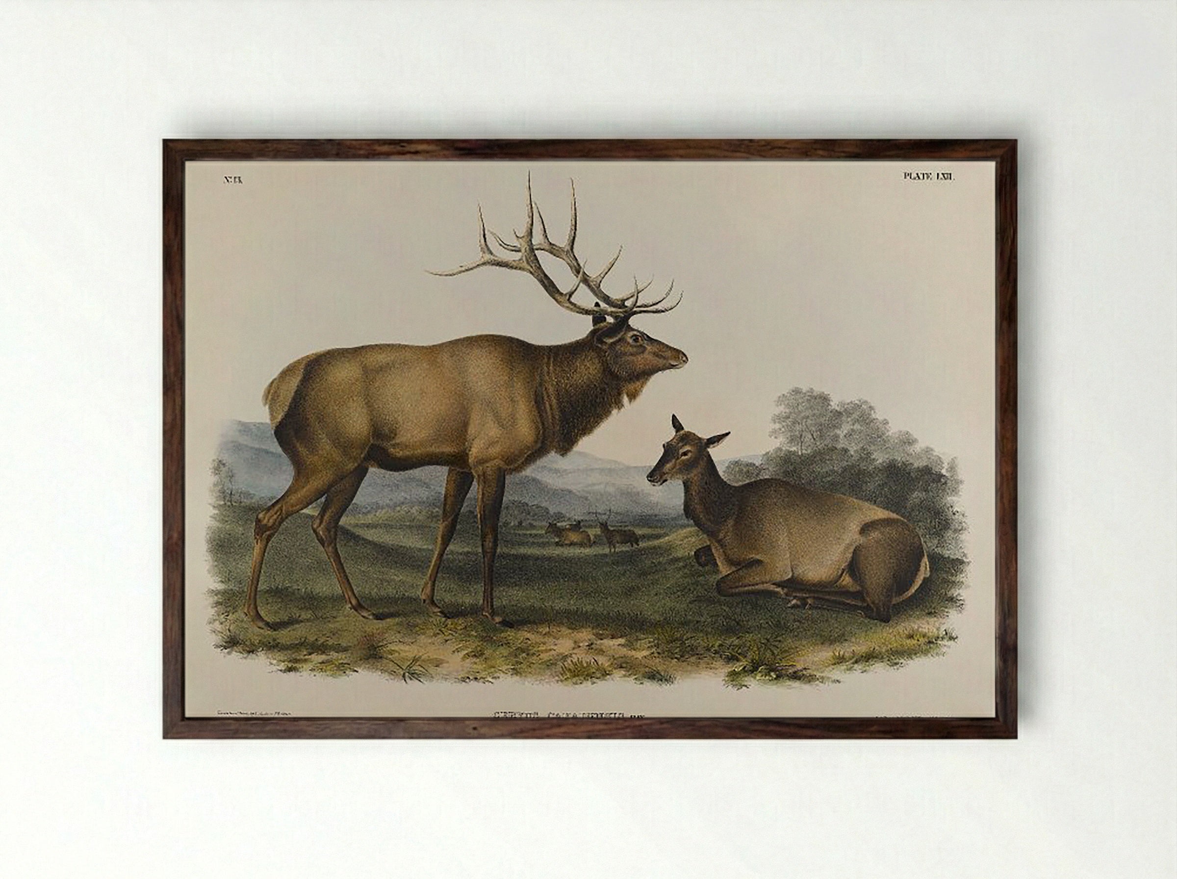 American Elk (Cervus Canadensis, Ray) - John James Audubon - Framed Print Dark Wood