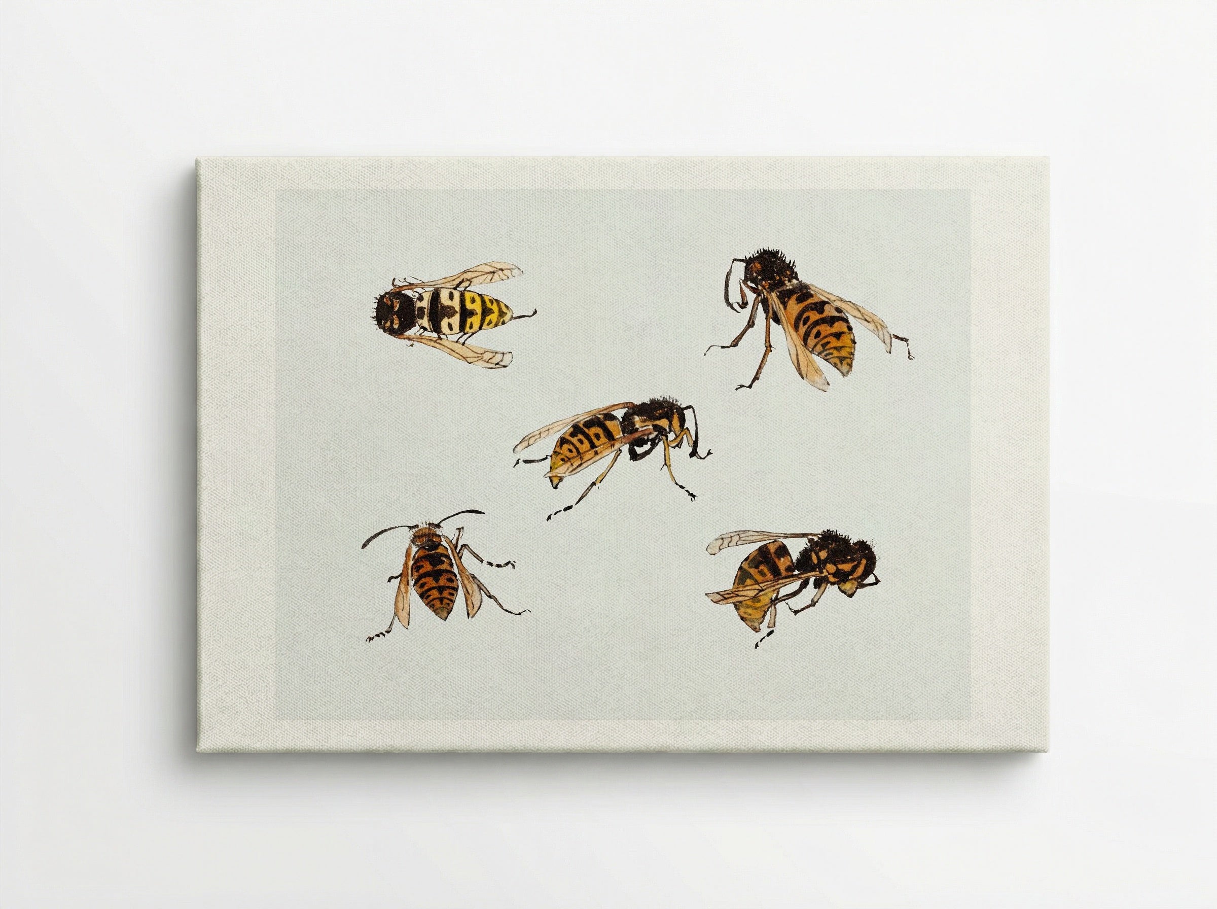 Studies of Wasps - Julie de Graag - Canvas