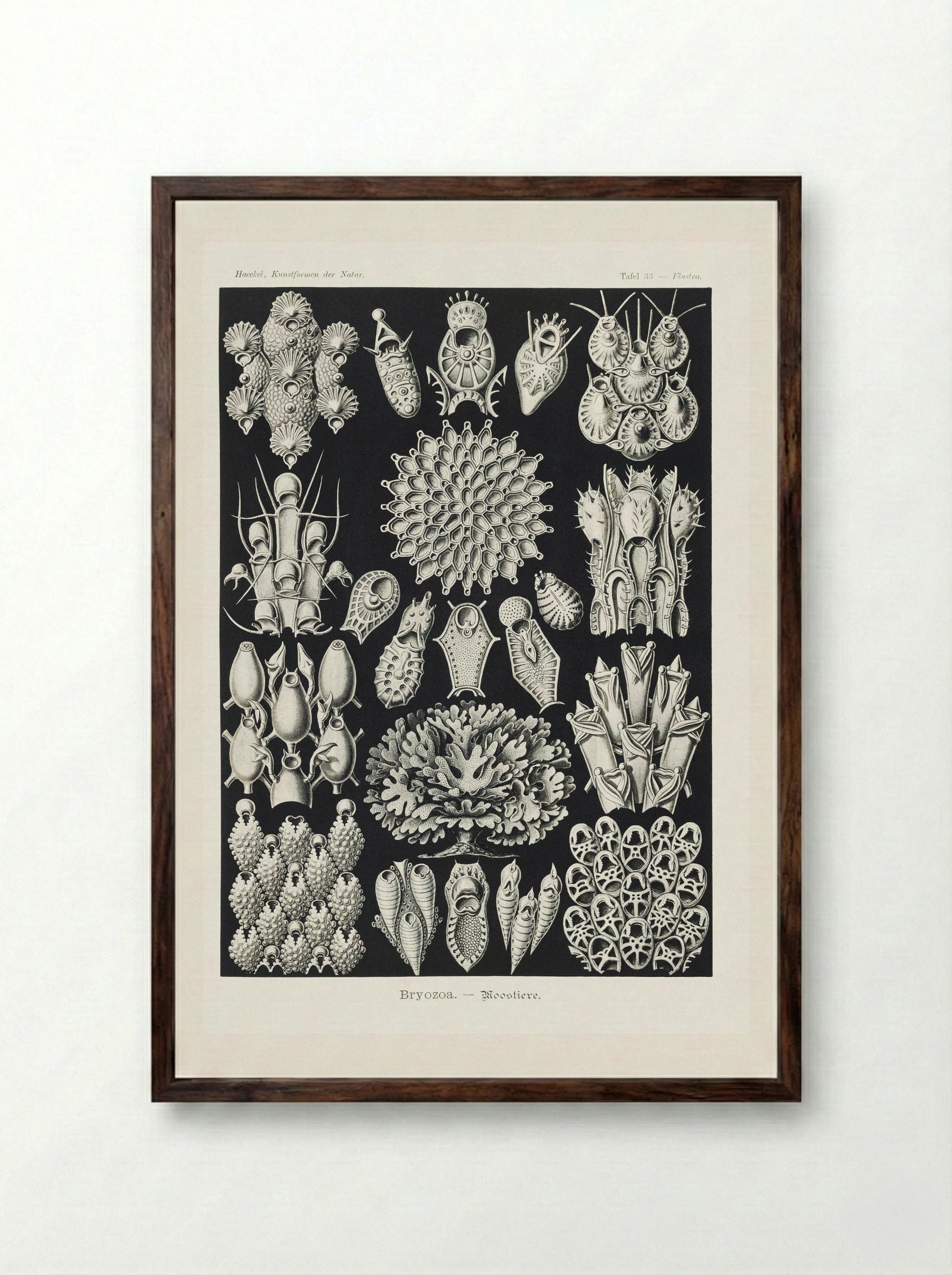 Bryozoa-Woostiere (1904) - Ernst Haeckel - Framed Print Dark Wood