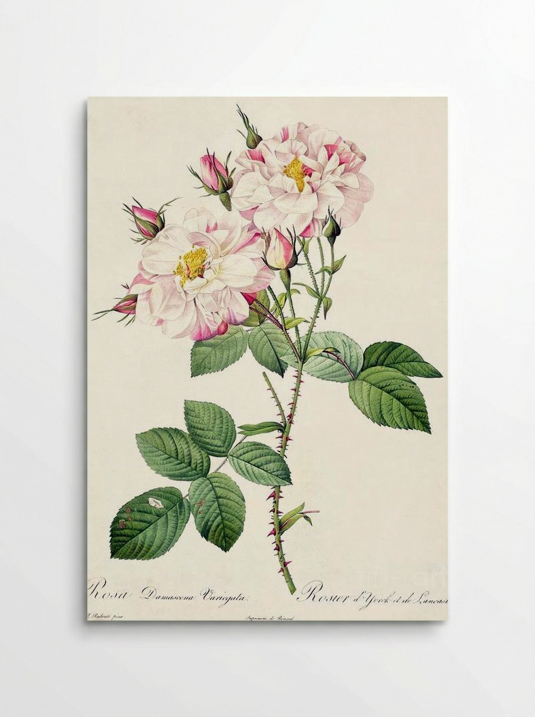 York and Lancaster - Pierre-Joseph Redouté - Poster