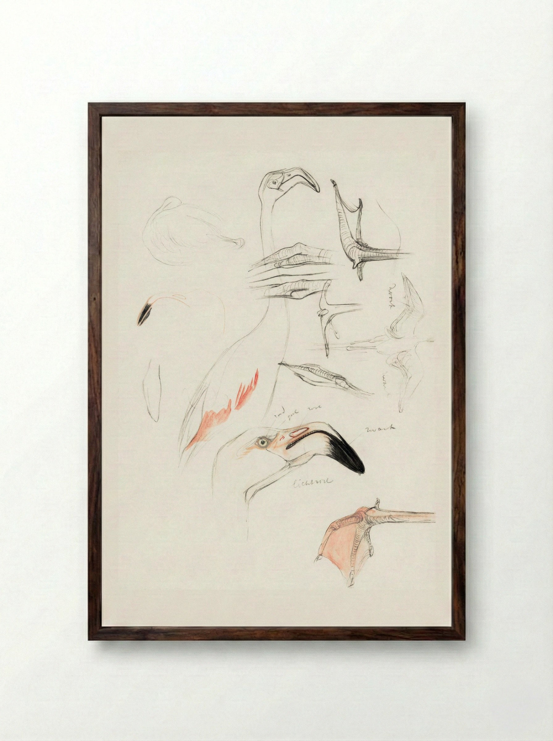 Studies of a Flamingo - Theo van Hoytema - Framed Print Dark Wood