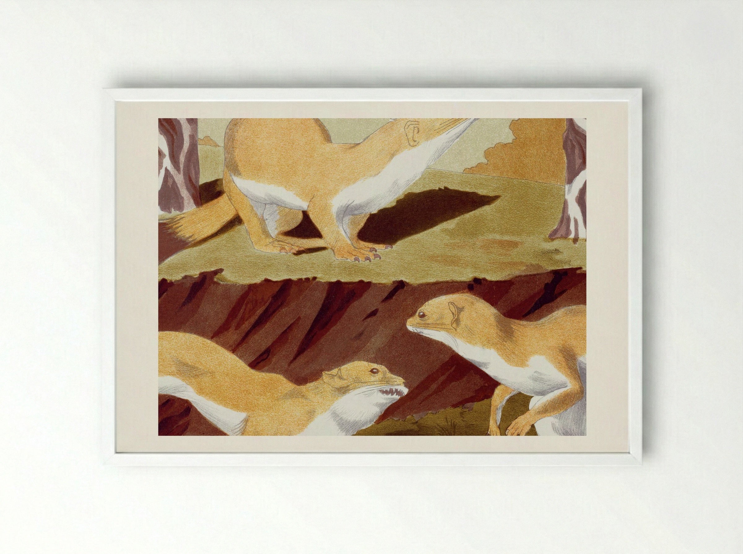 Hermines Vulgaires (Common Stoats) - Maurice Pillard Verneuil - Framed Print White