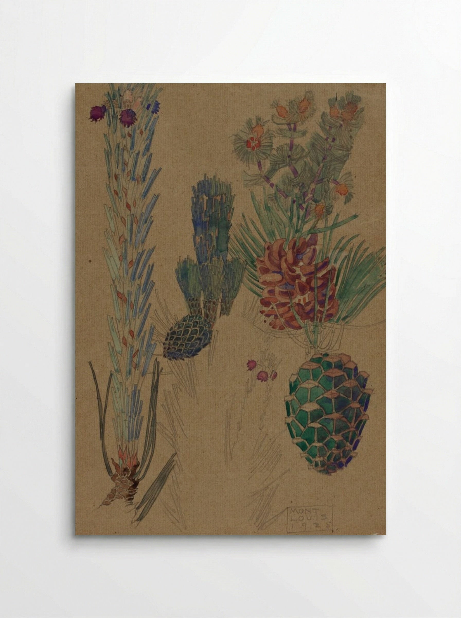 Pine Cones - Mont Louis - Poster