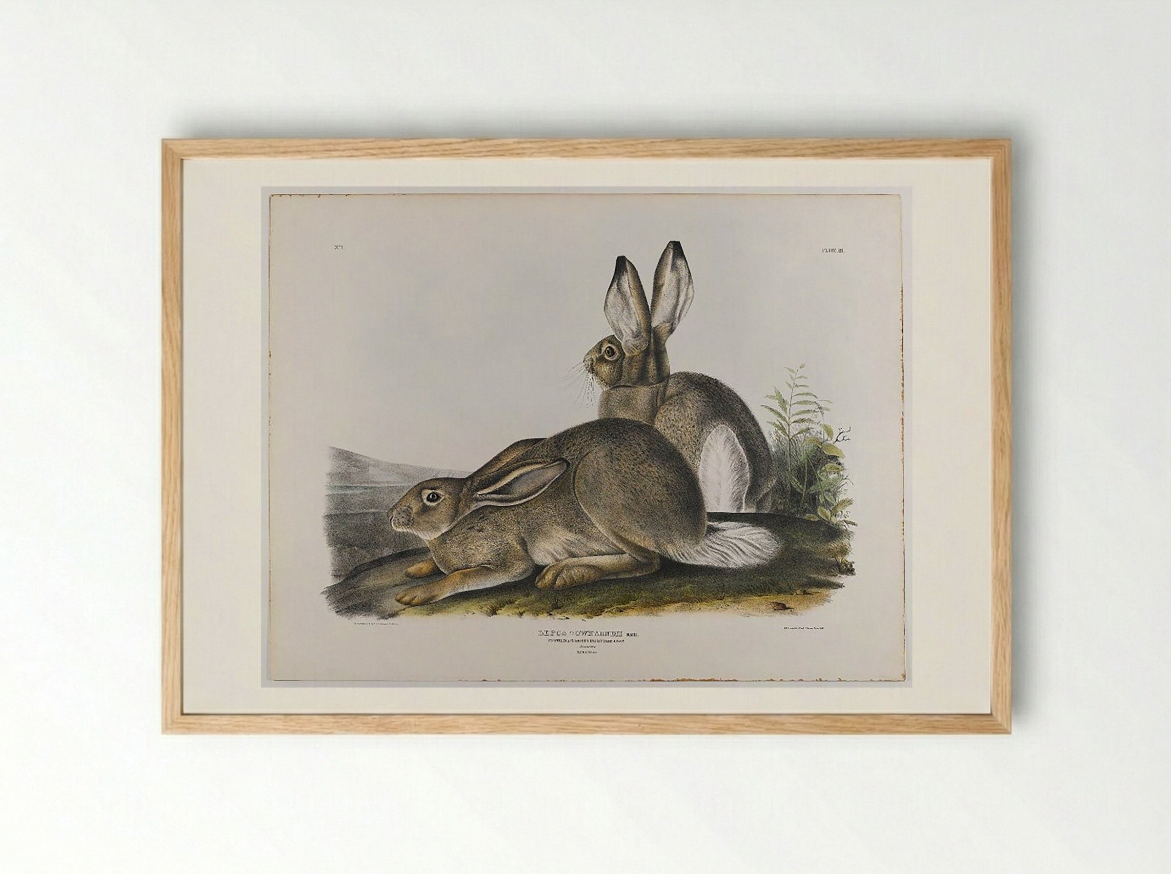 Townsend's Rocky Mountain Hare - John James Audubon - Framed Print Wood