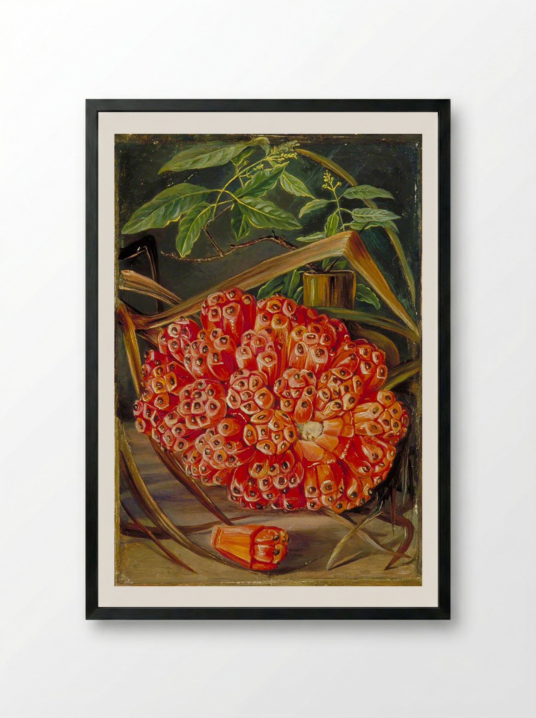 Ripe Fruit of a Screw Pine and a Sprig of Sandal Wood - Marianne North - Framed Print Black