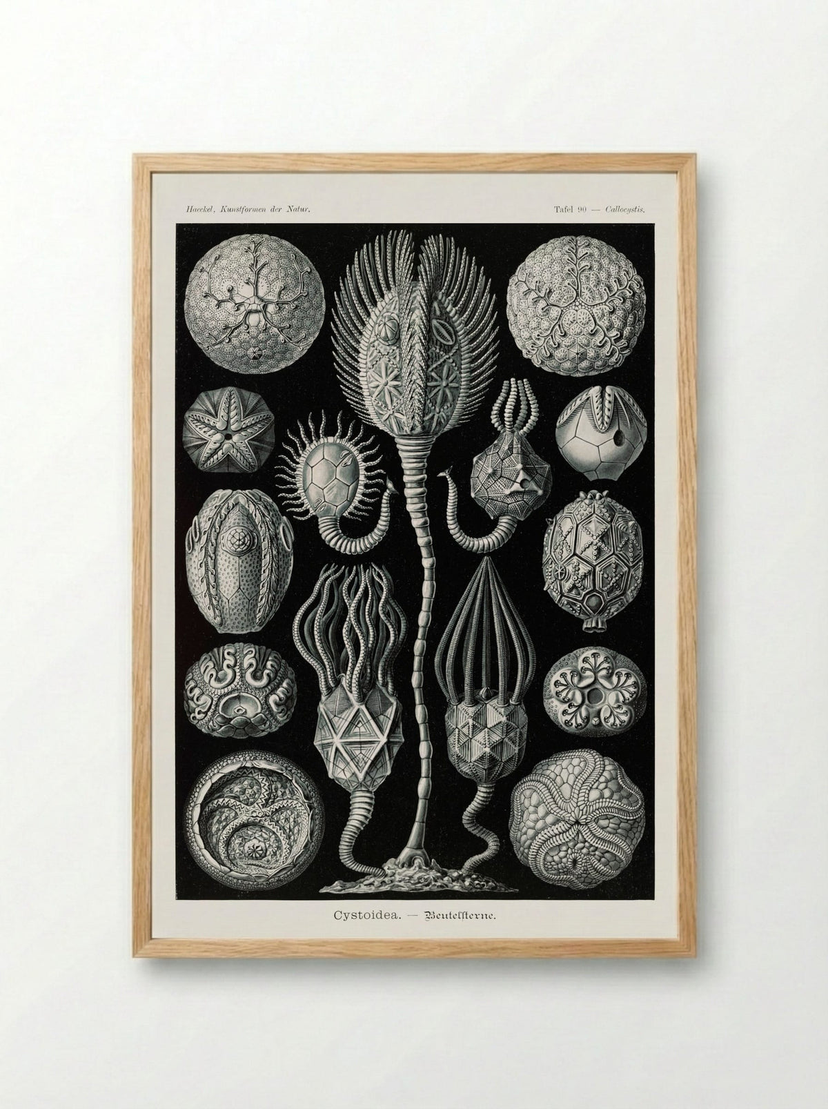 Cystoidea-Beutelsterne (1904) - Ernst Haeckel - Framed Print Wood