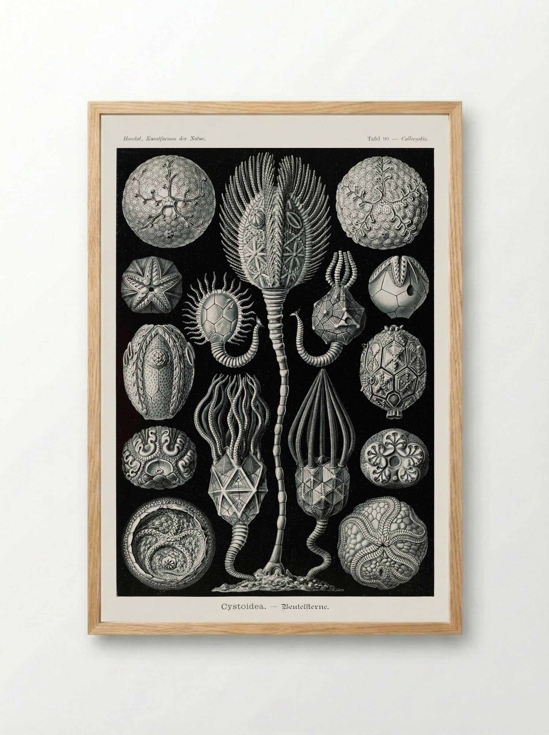 Cystoidea-Beutelsterne (1904) - Ernst Haeckel - Framed Print Wood