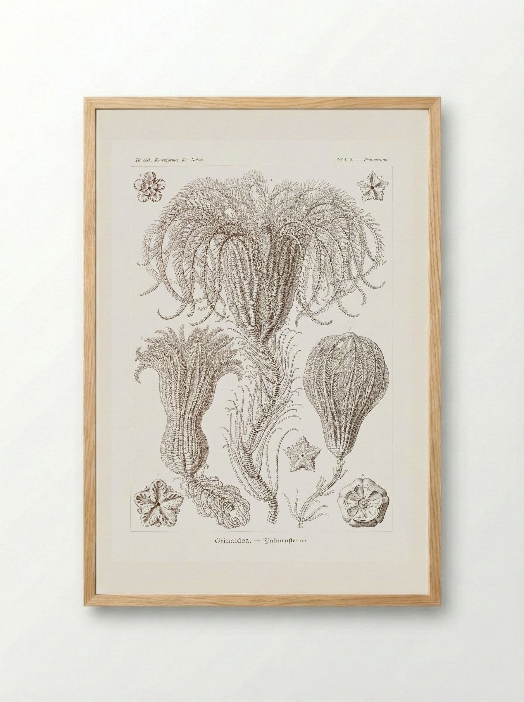 Crinoidea-Palmensterne (1904) - Ernst Haeckel - Framed Print Wood