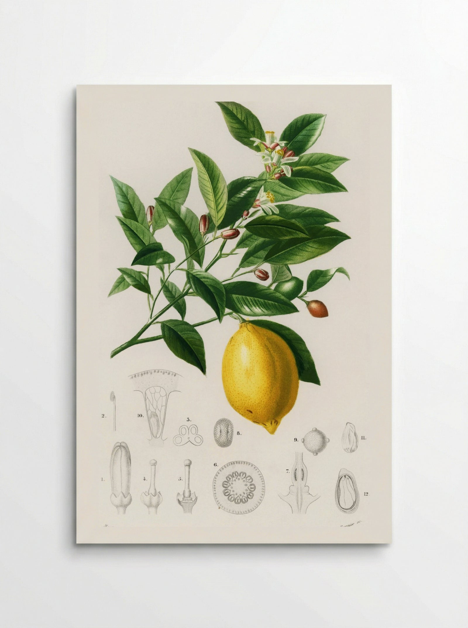 Lemon (Citrus Limonium) - Charles Dessalines D' Orbigny