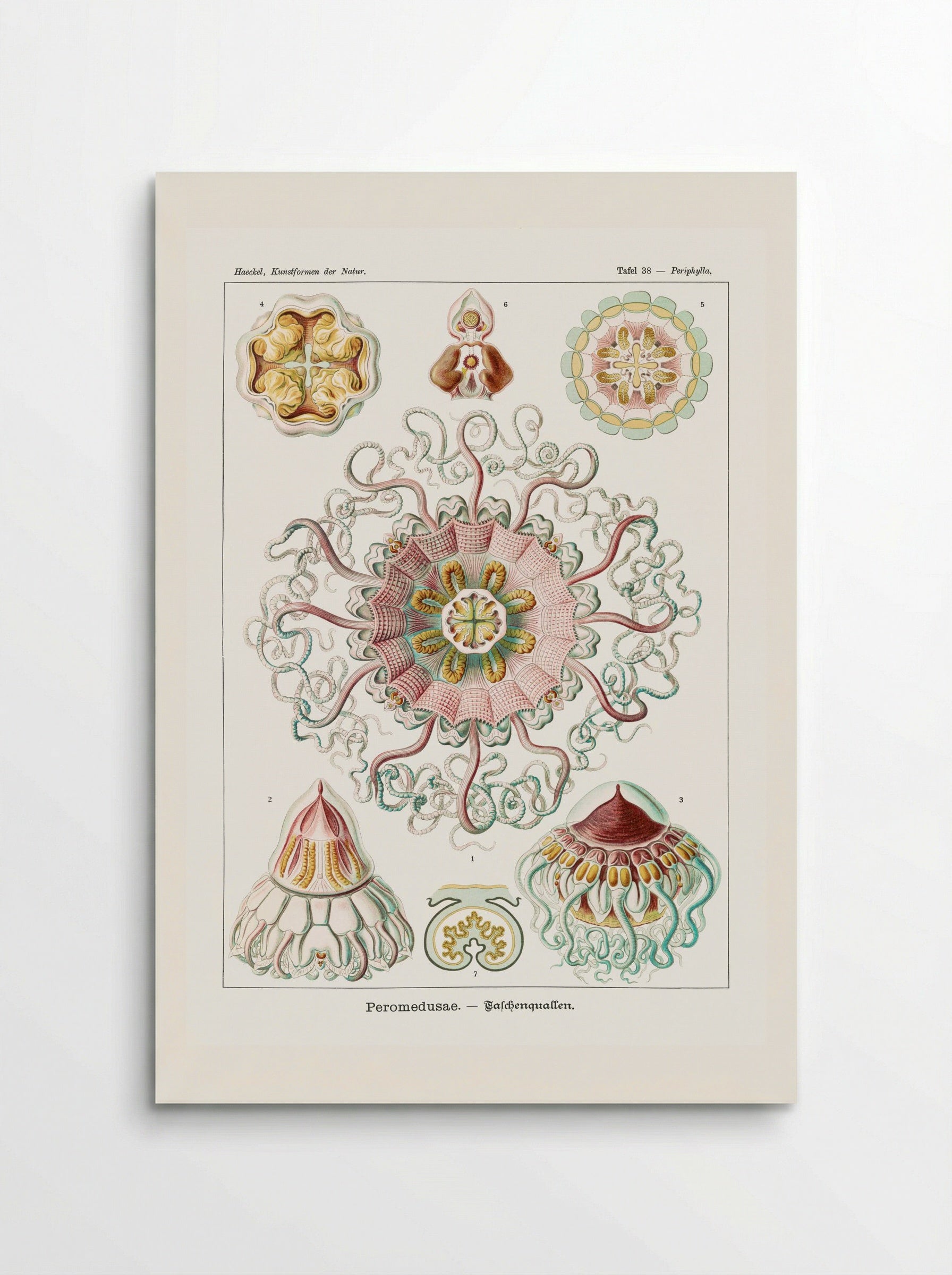 Peromedusae-Talchenquallen (1904) - Ernst Haeckel - Poster