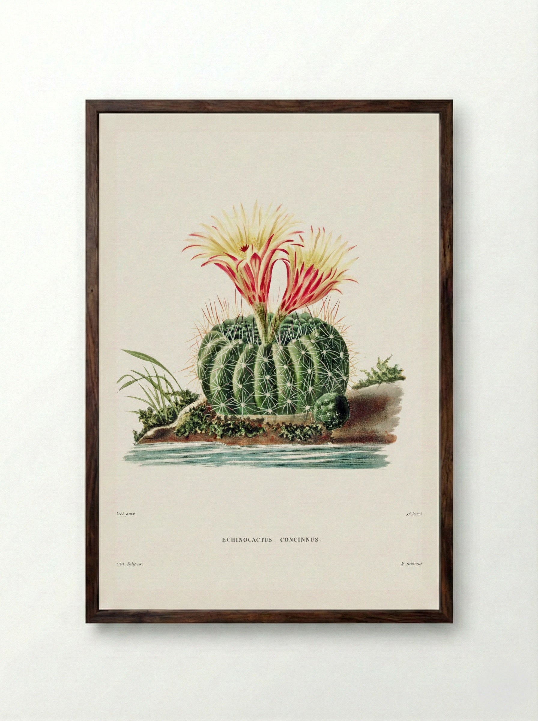 Rainbow Cactus (Echinocactus Pectiniferus) - Charles Antoine Lemaire - Framed Print Dark Wood