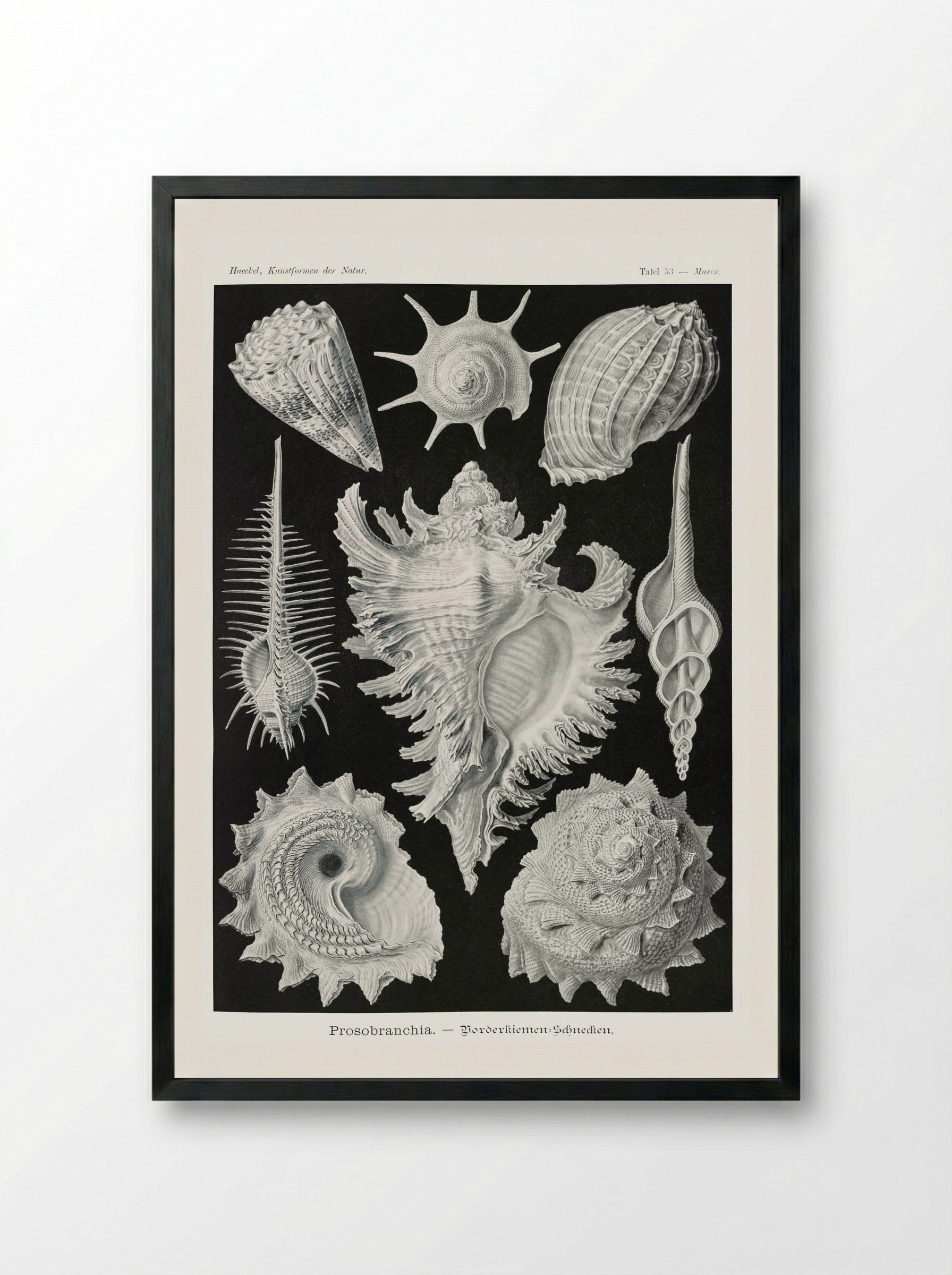 Prosobranchia-Dorderkiemen Schnecken (1904) - Ernst Haeckel - Framed Print Black