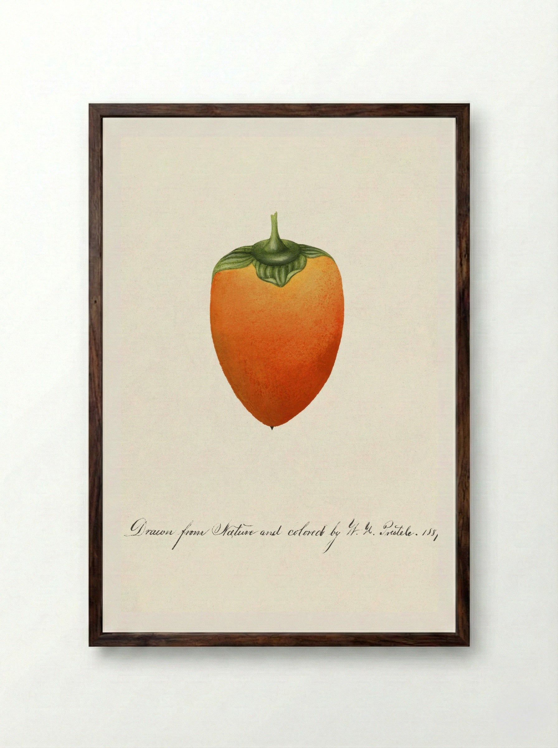 Persimmon (Diospyros) (1887) - William Henry Prestele - Framed Print Dark Wood