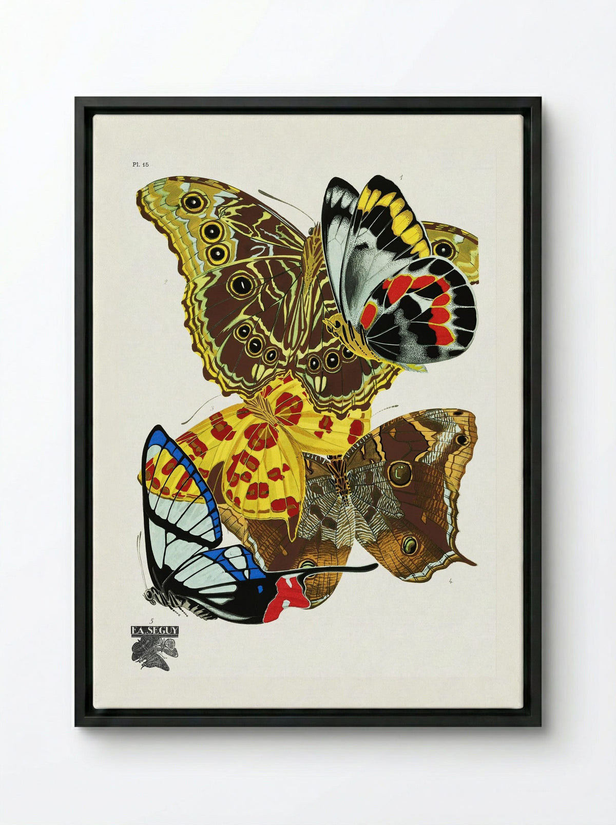Butterflies (Plate 15) - Émile-Allain Séguy - Framed Canvas Black