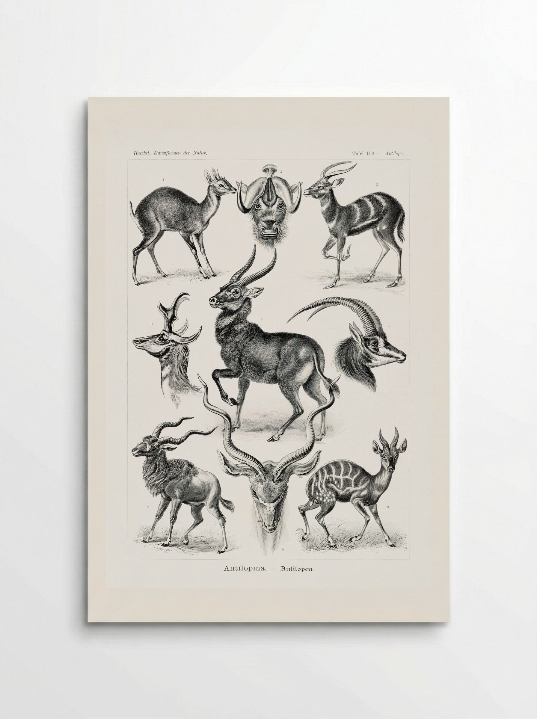 Antilopina-Antilopen (1904) - Ernst Haeckel - Poster